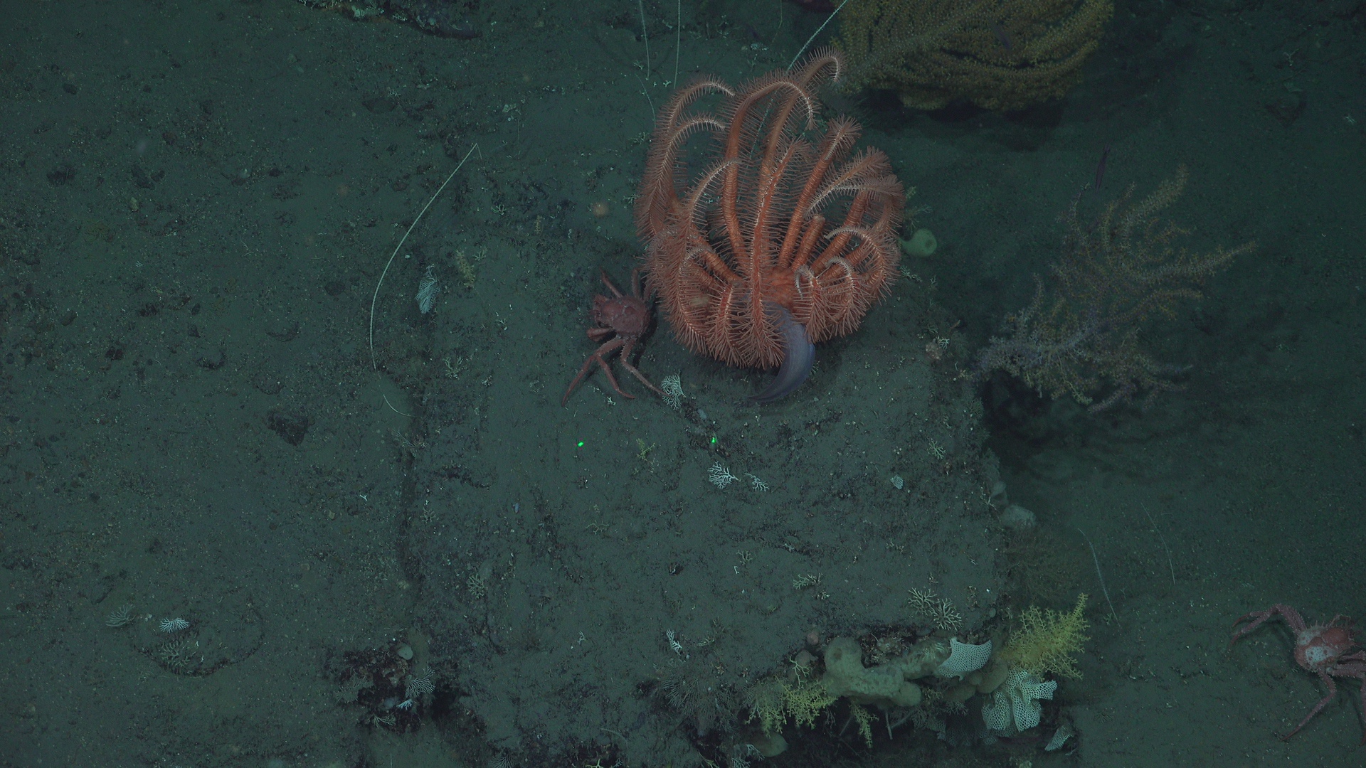 Fish, king crab, and bringsid sea star