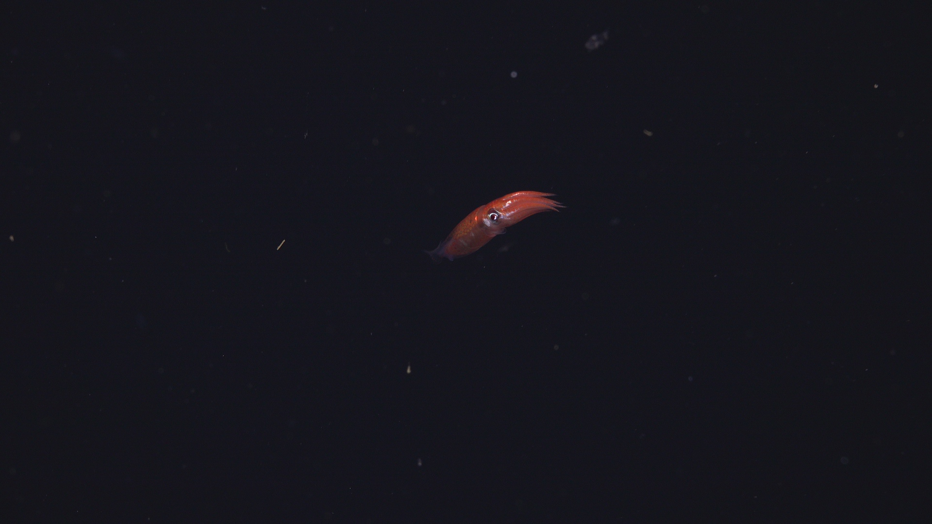Squid