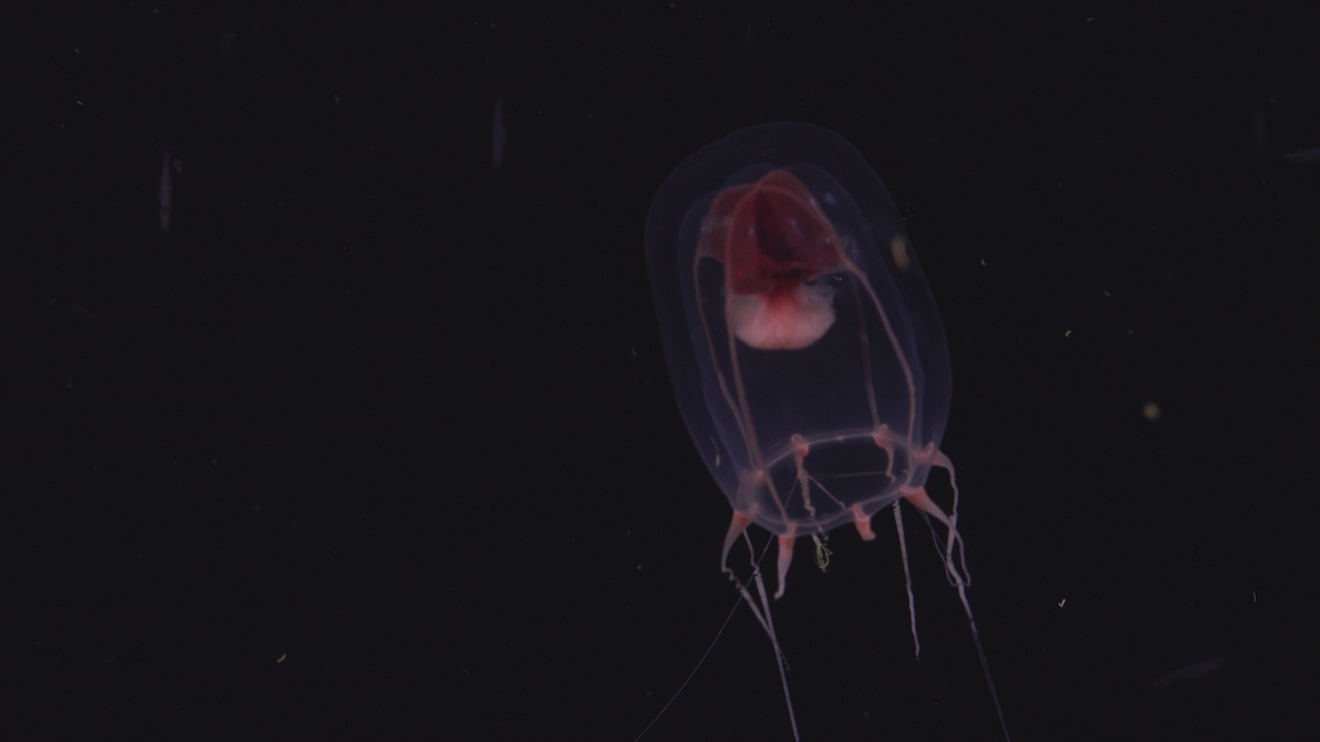 Jellyfish