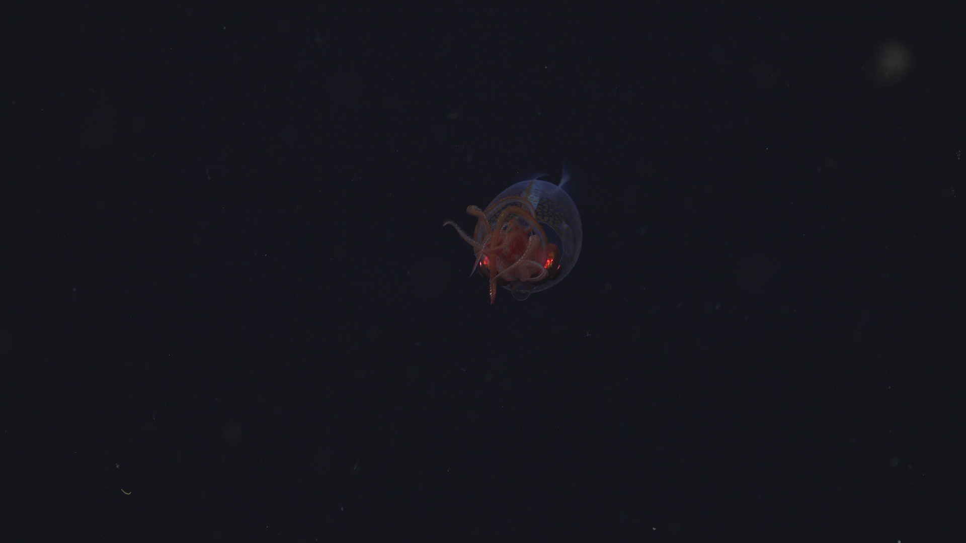 Juvenille colossal squid