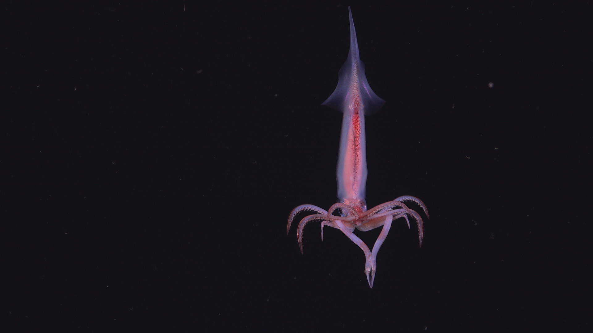 Squid and krill swamp