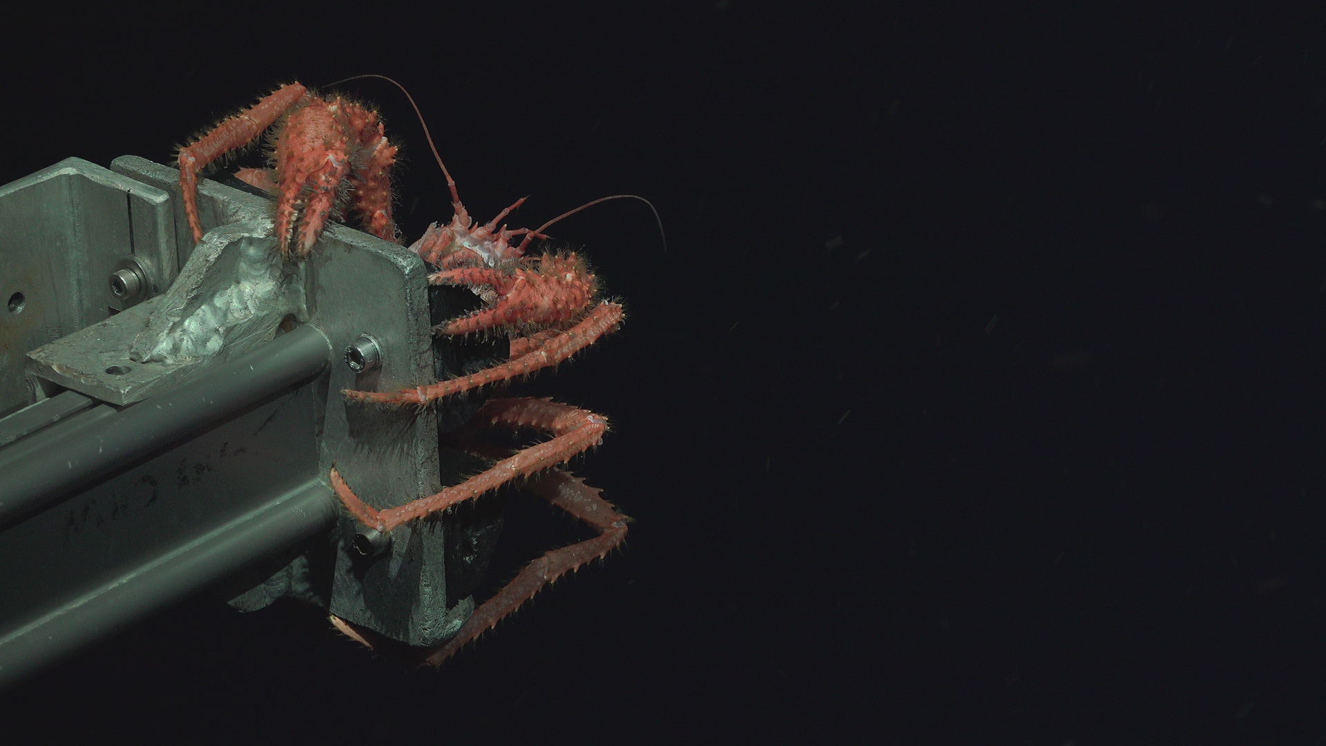 King crab on SuBastian