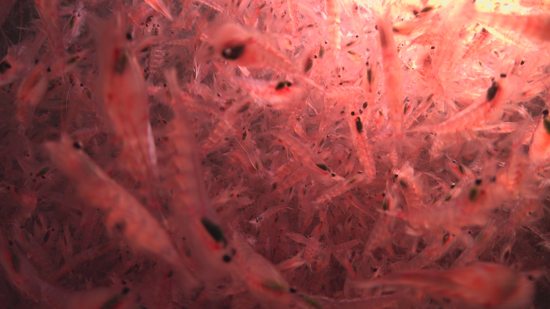 Krill nightmare
