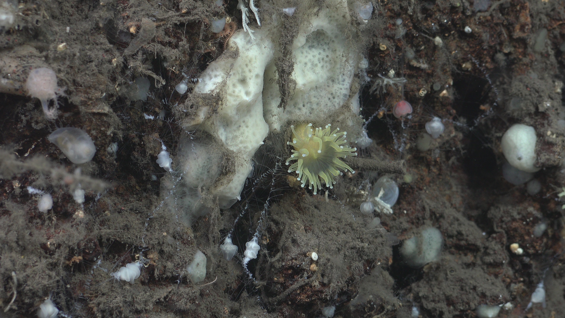 Lemonemone - Yellow anemone