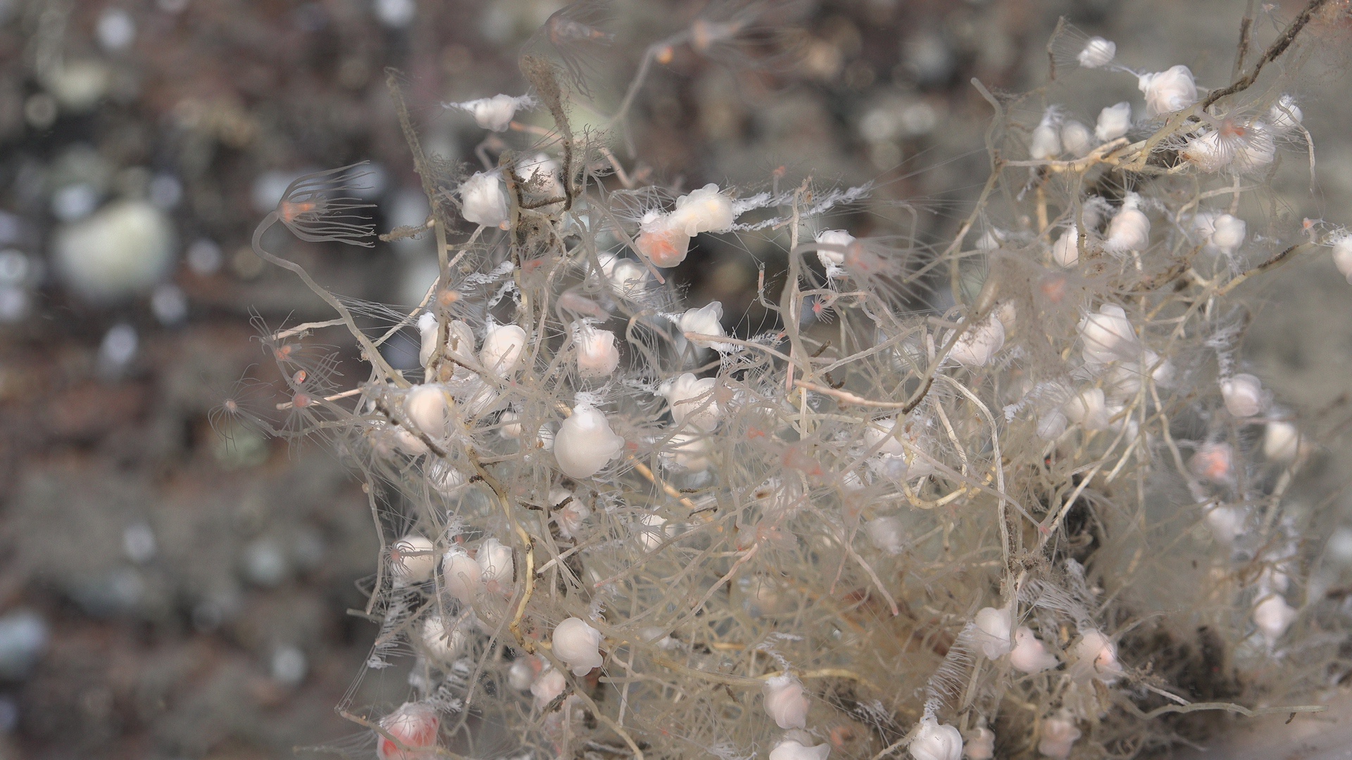 Bushy hydroids and their neighbours