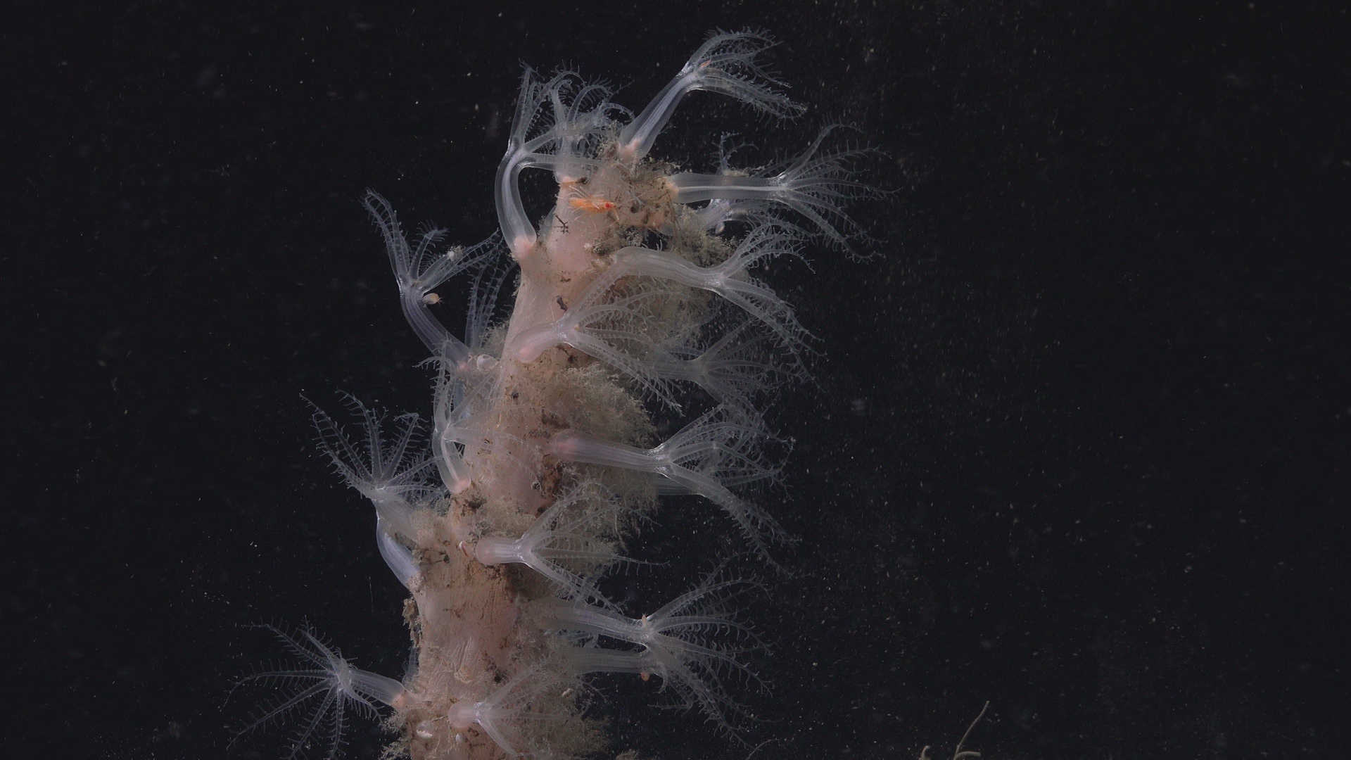 Pink soft coral