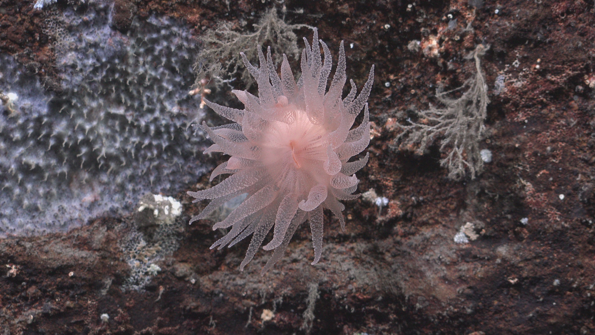 Pink anemone