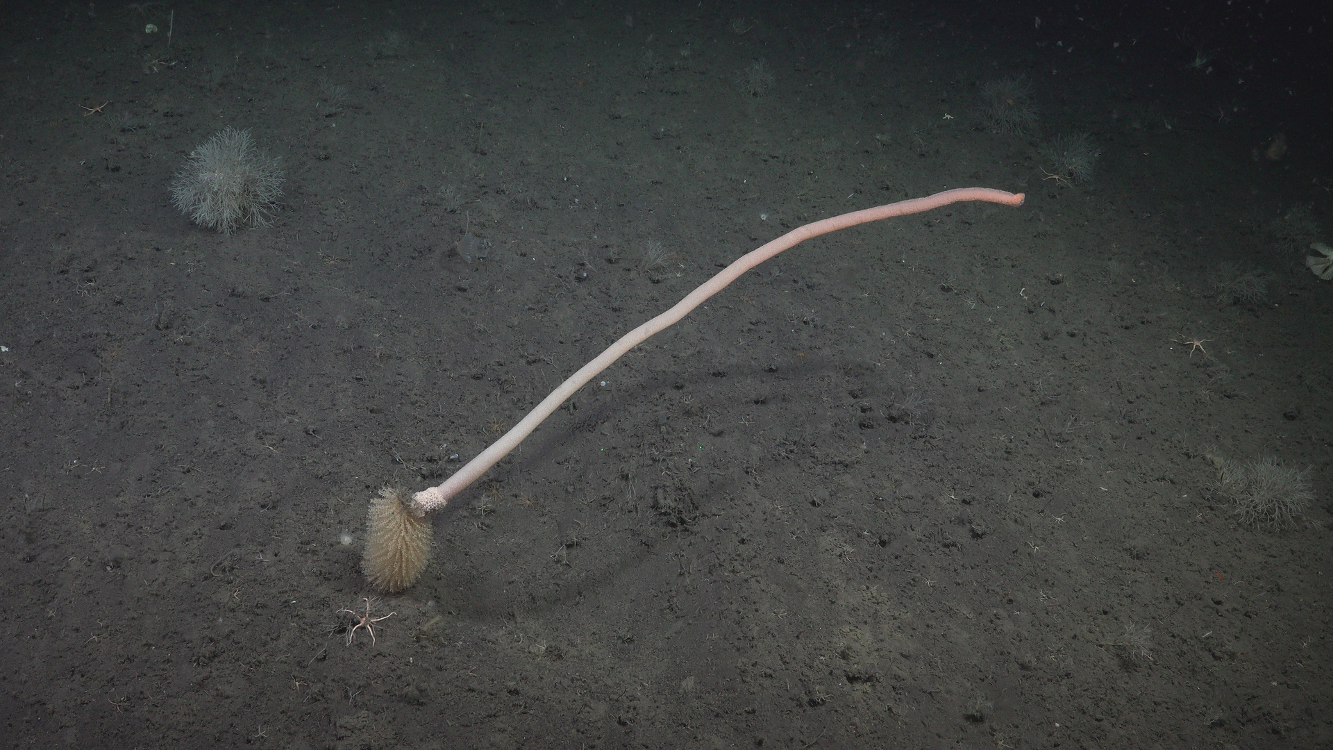 Worm like hydroids