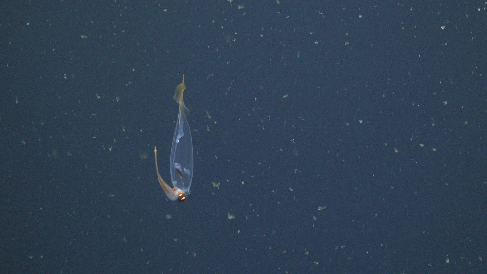 Squid