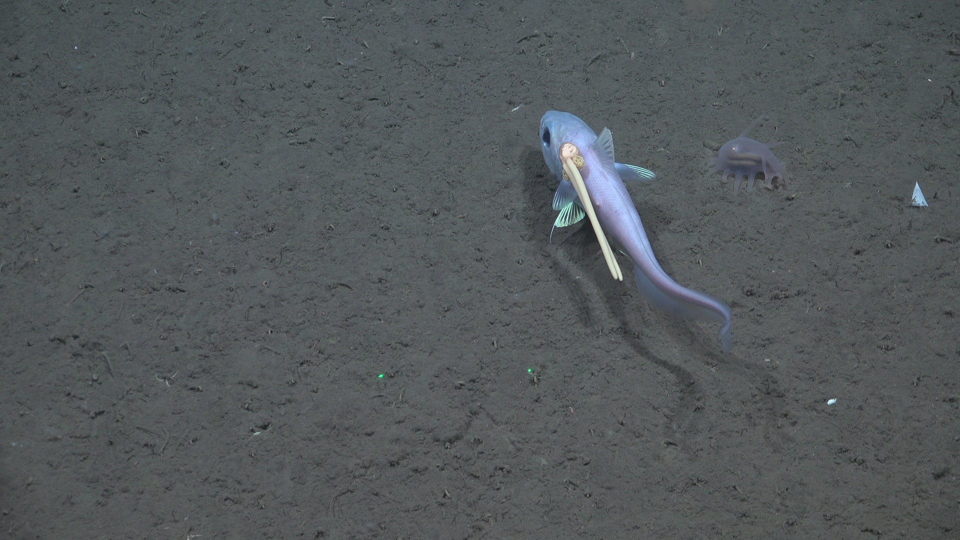 Rat tail with copepod