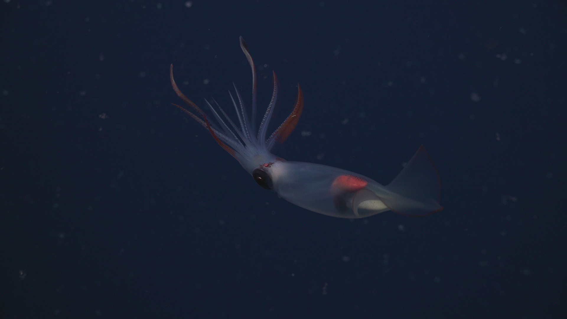 Jelly and squid