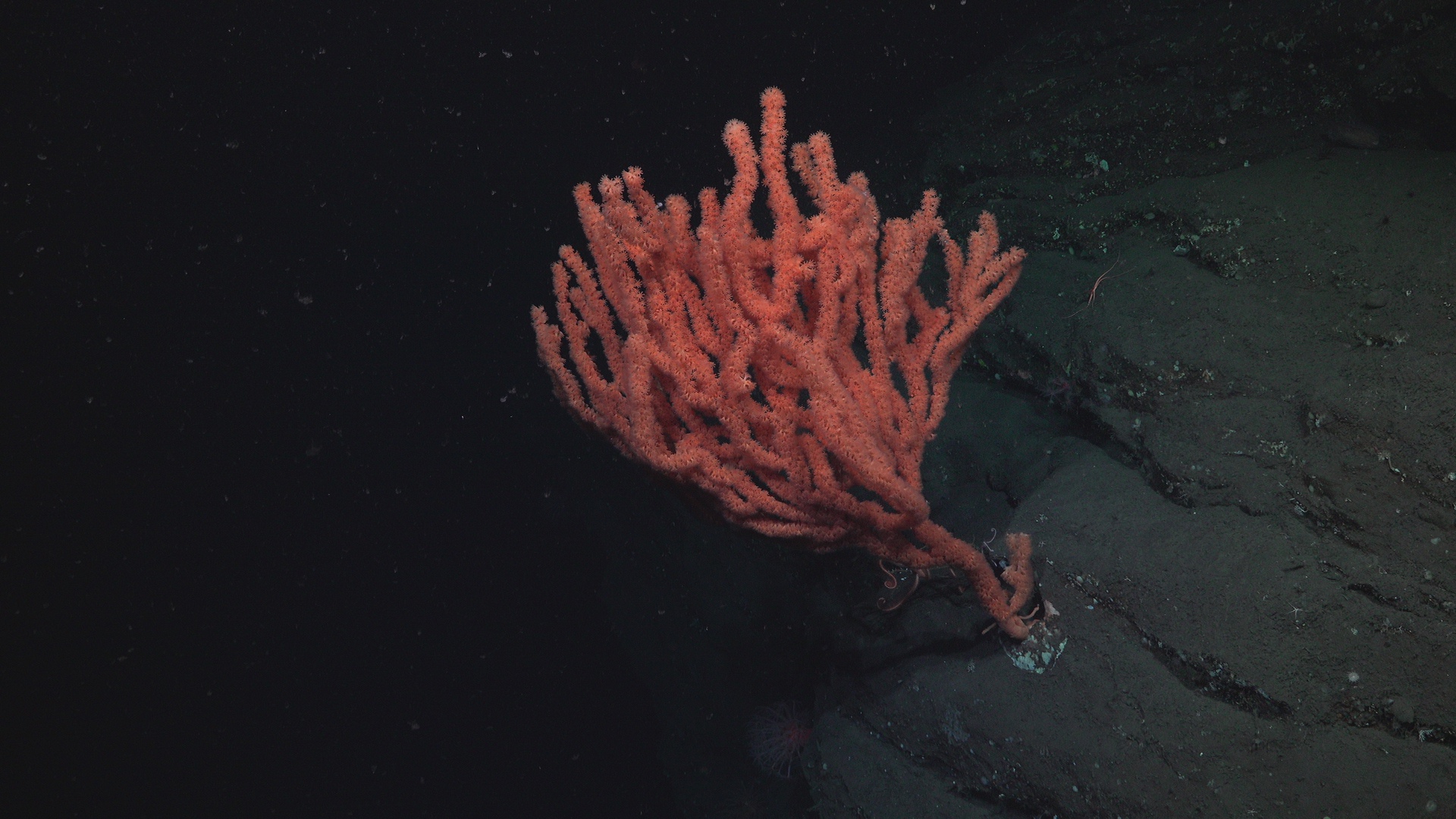 Massive orange coral