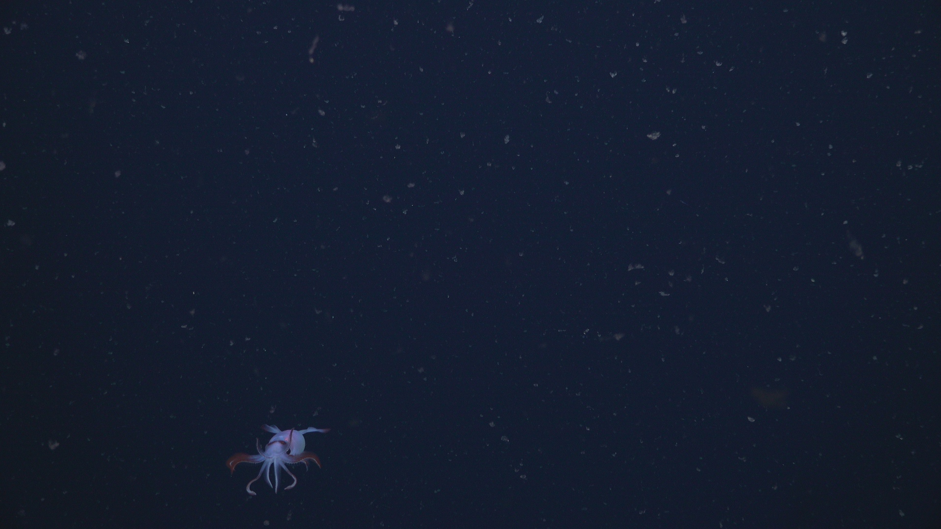 Squid