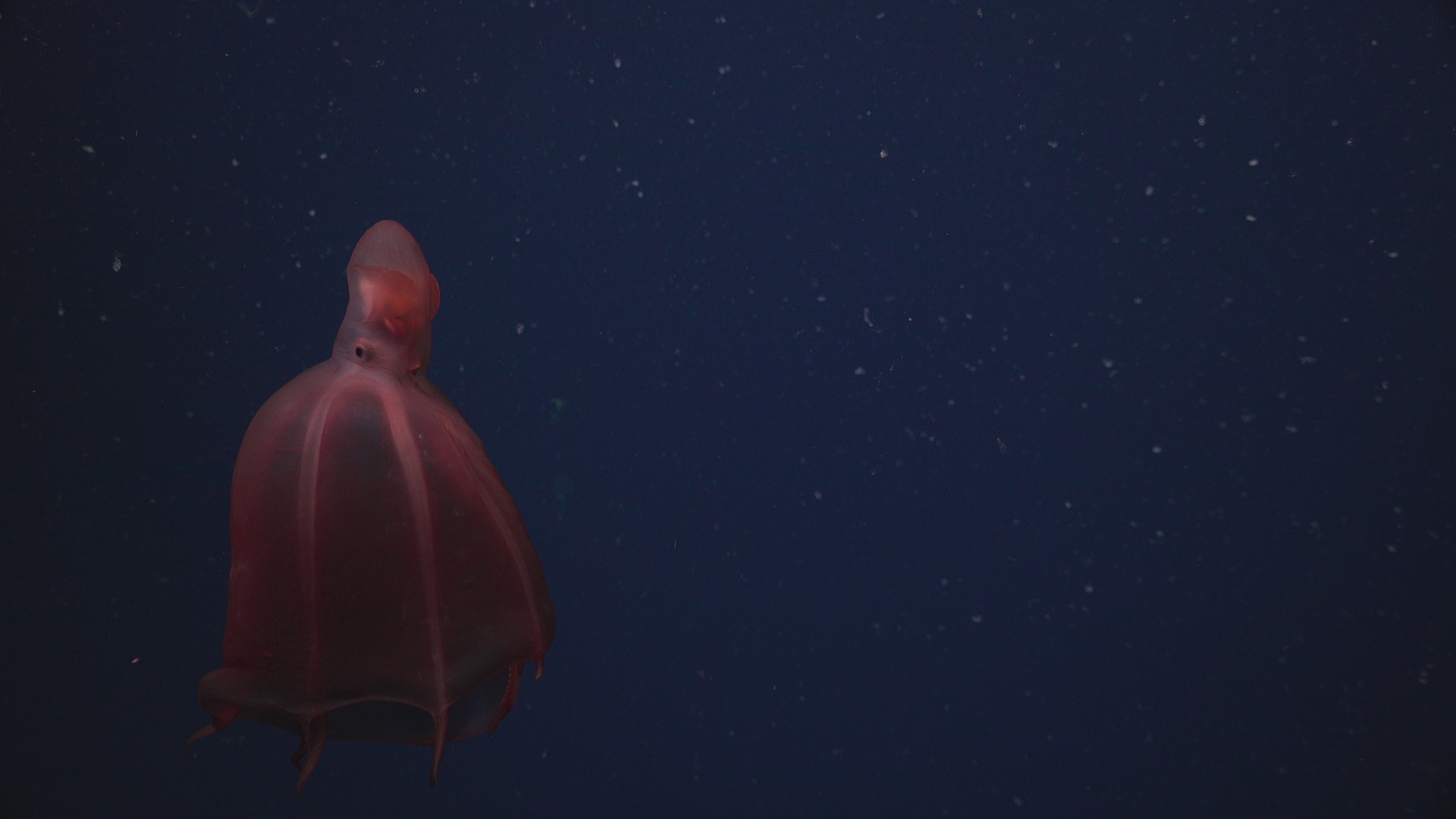 Dumbo octopus and squid