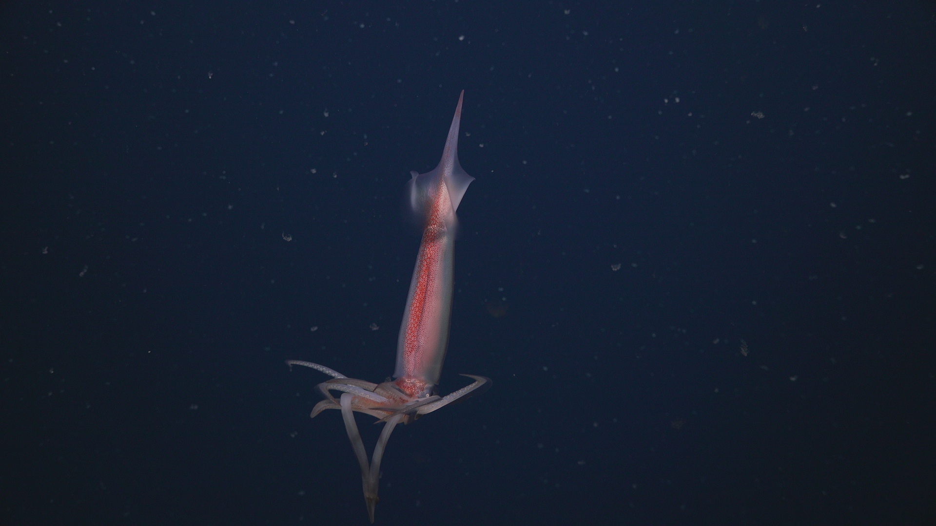 Squid