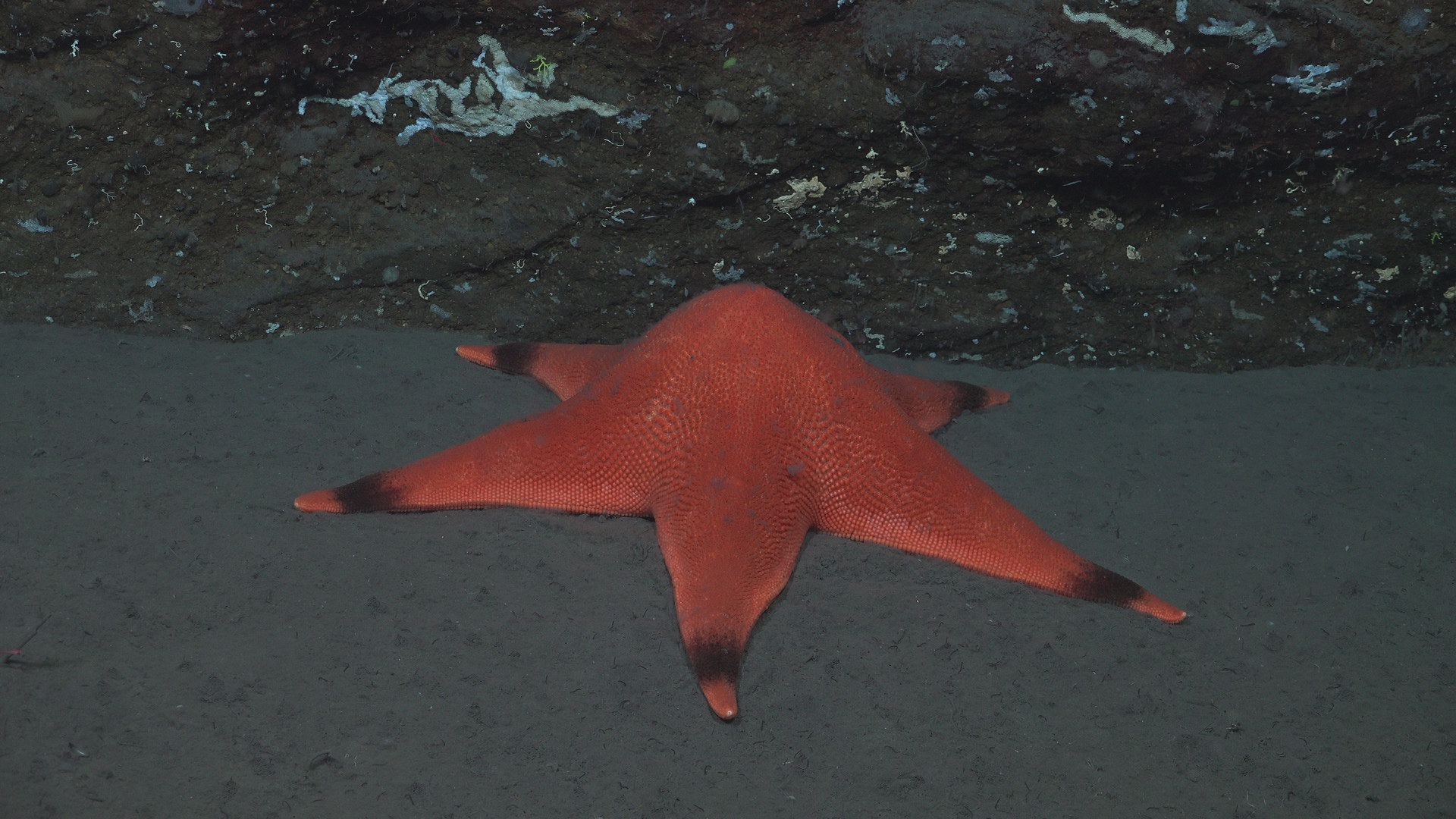 Massive sea star with tatoo on each arm