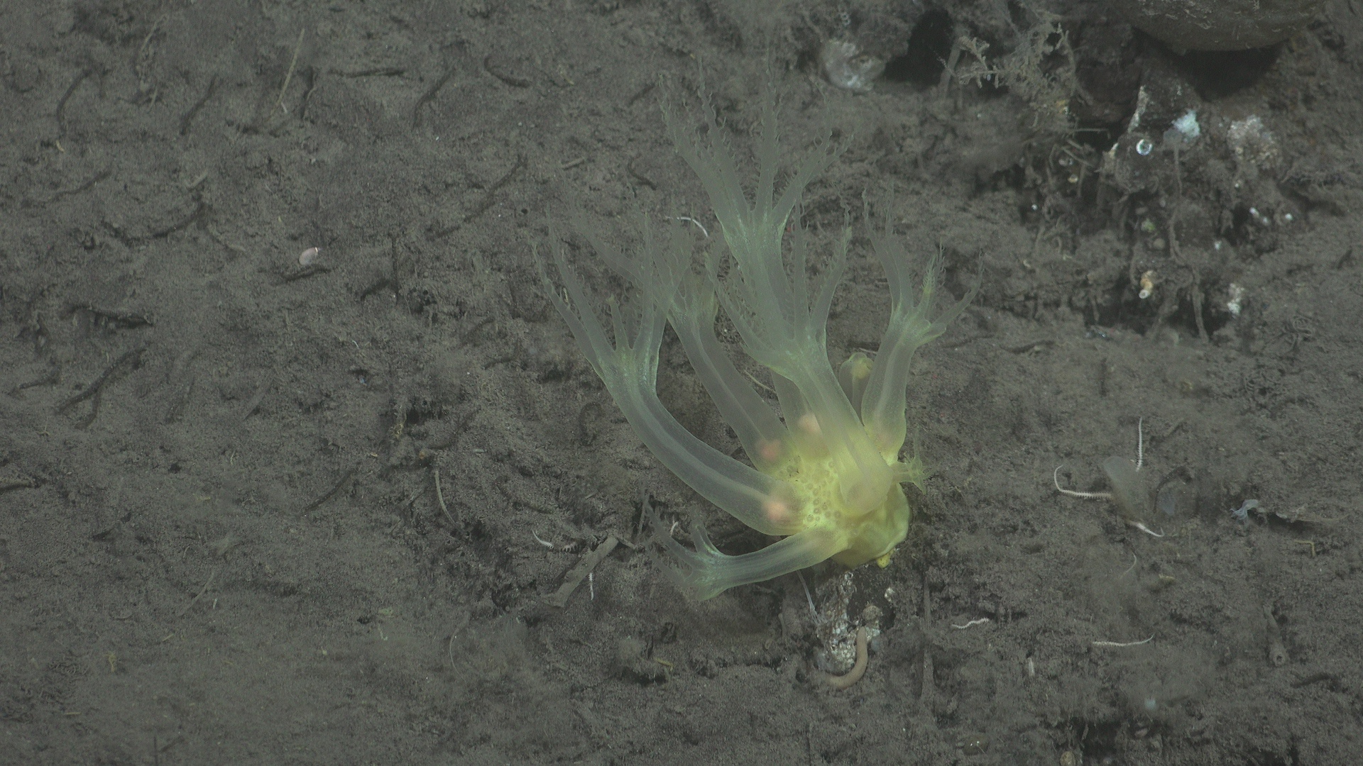 Yellow anthomastus coral
