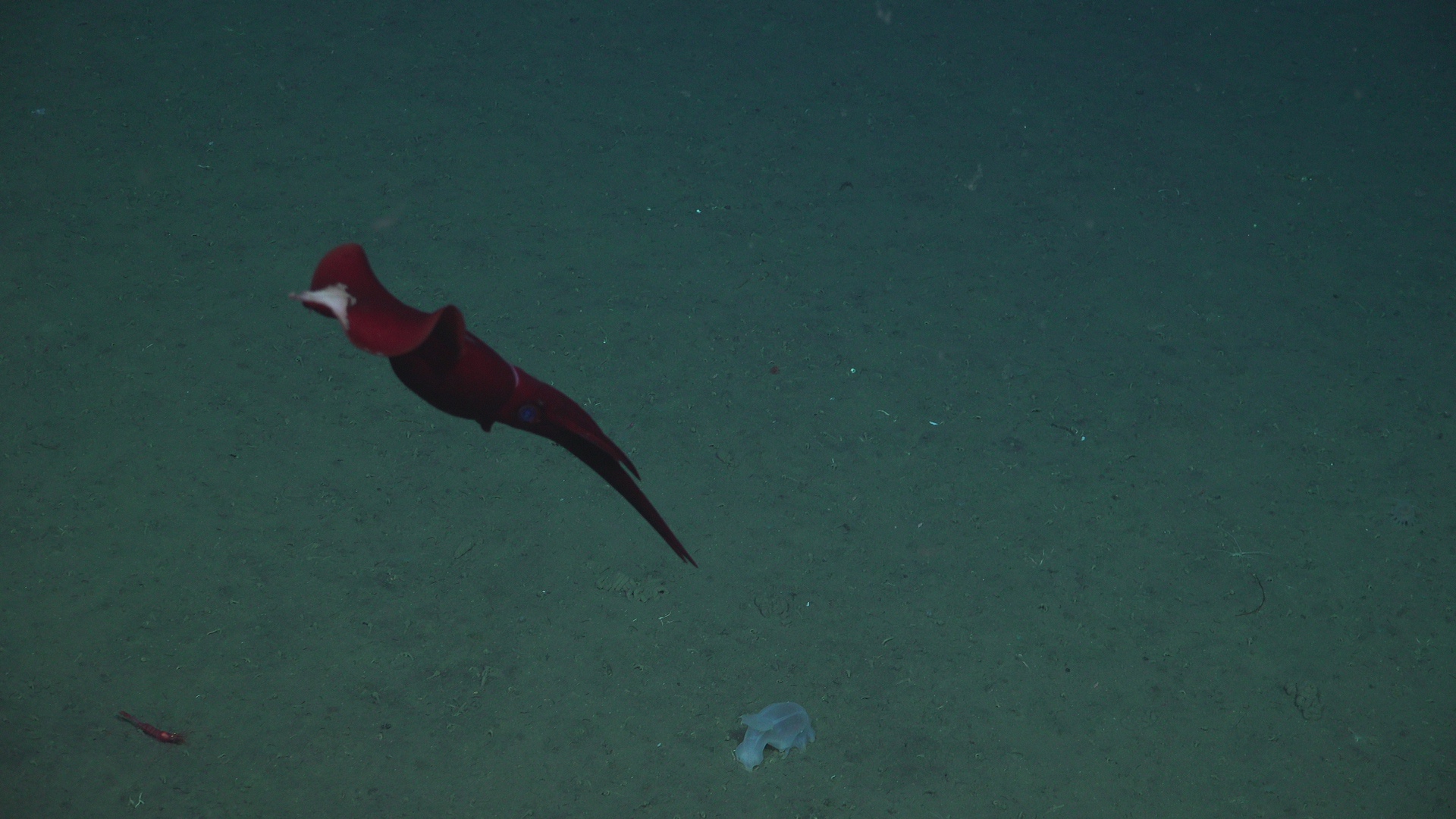 Whiplash squid