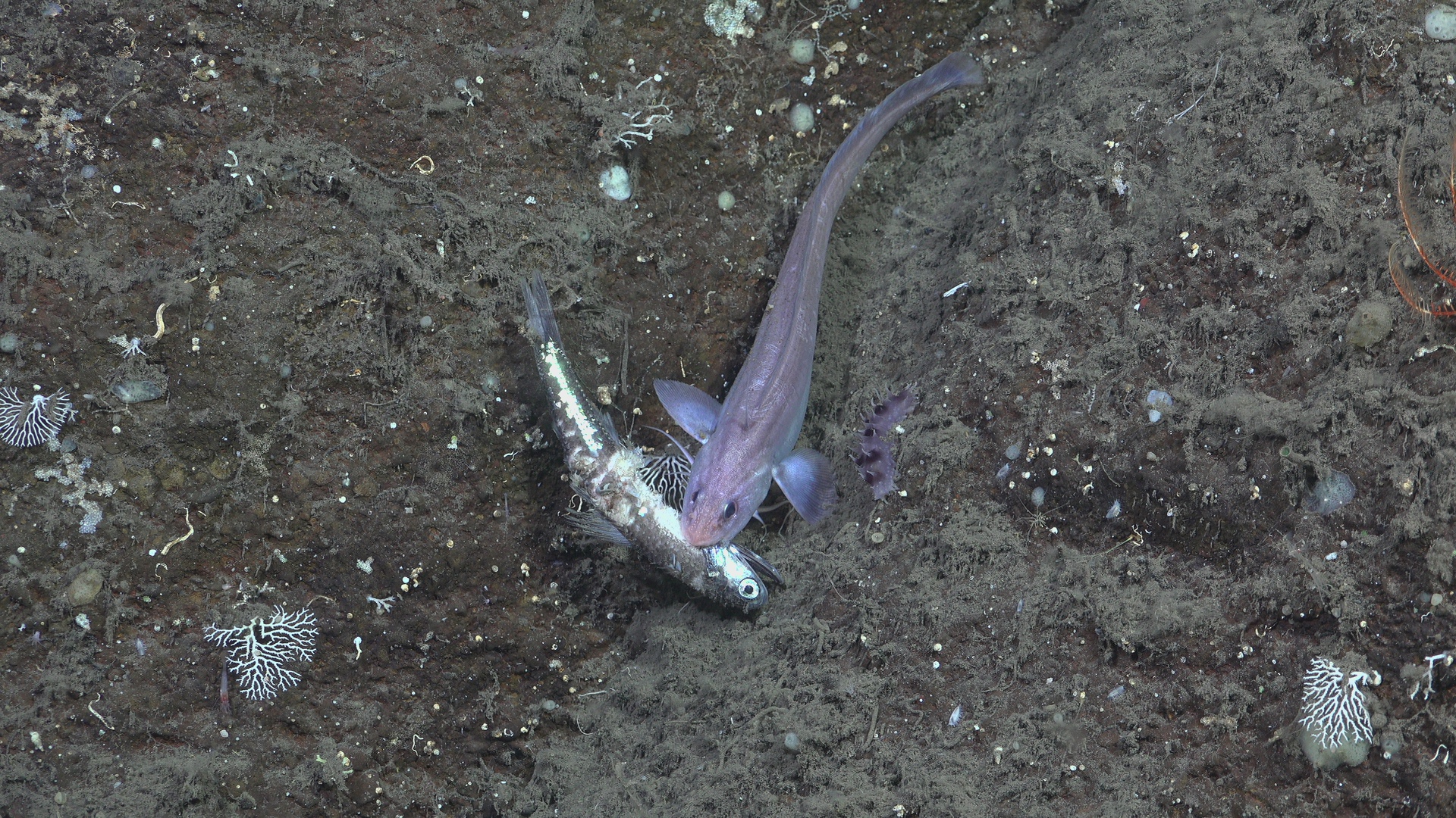 Fish predation