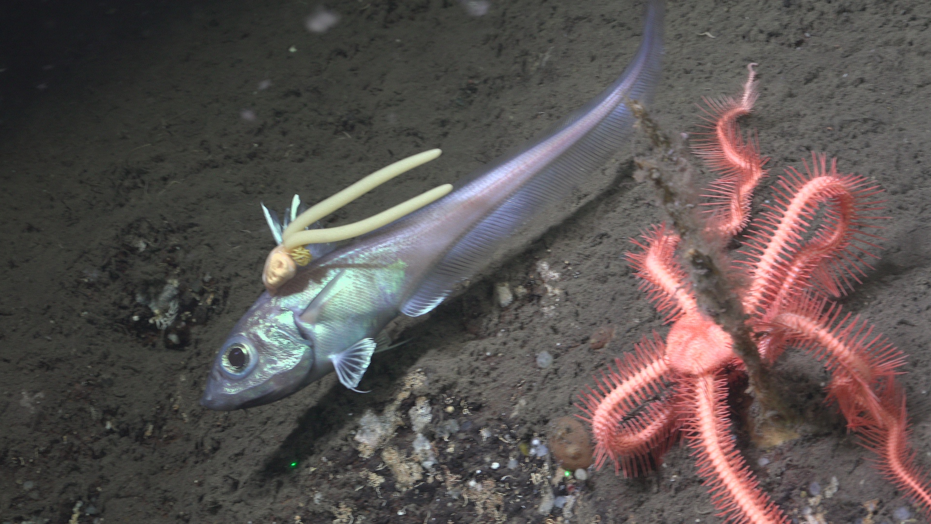 Fish with copepod