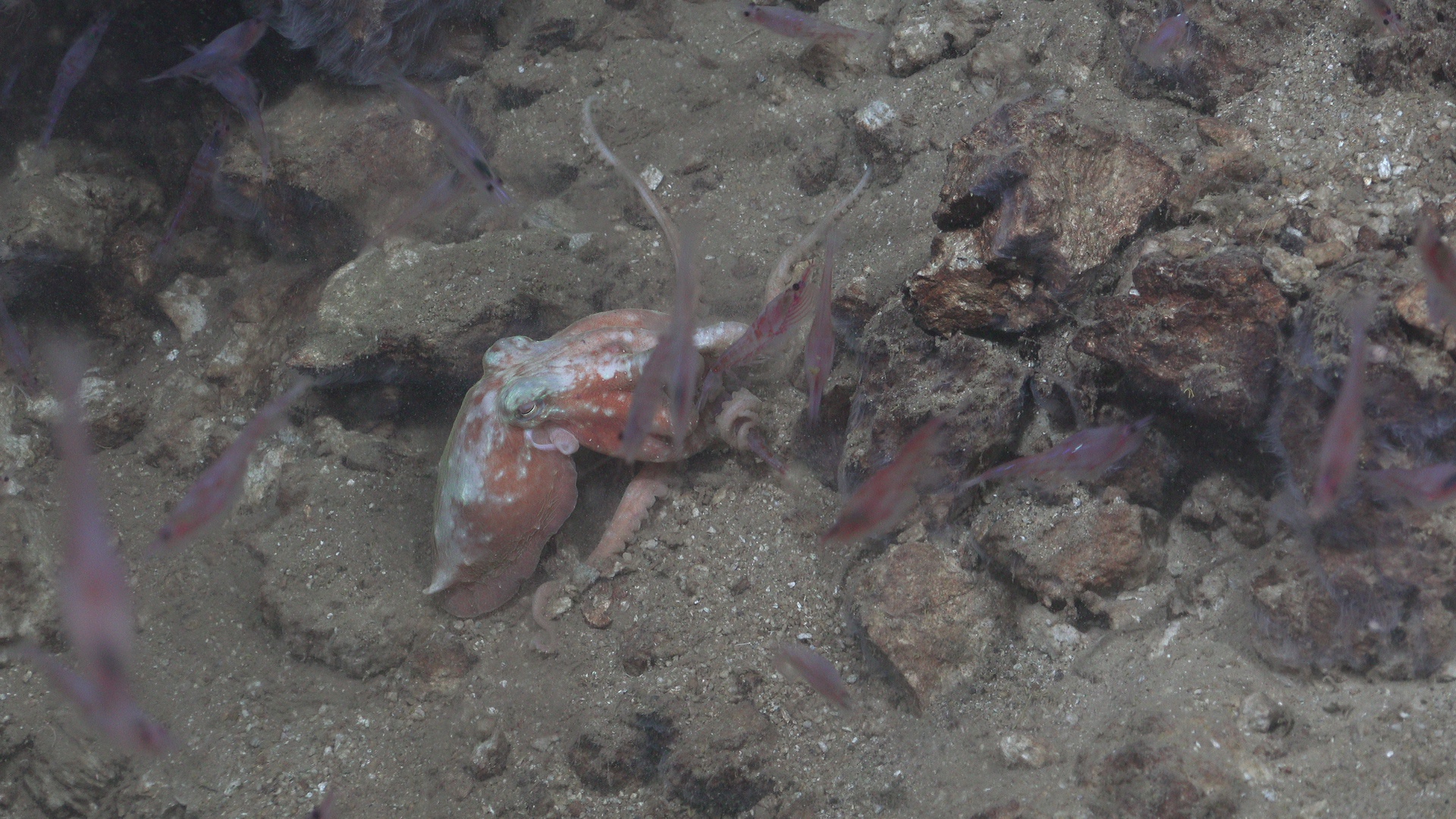 Octopus