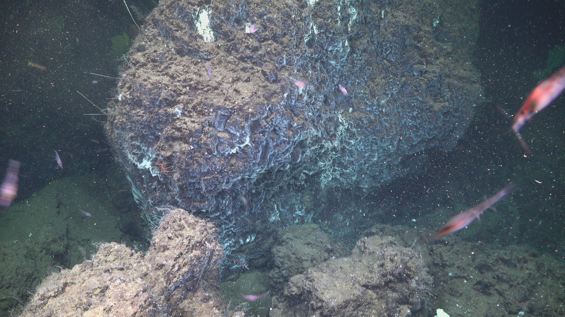 Bacterial mats