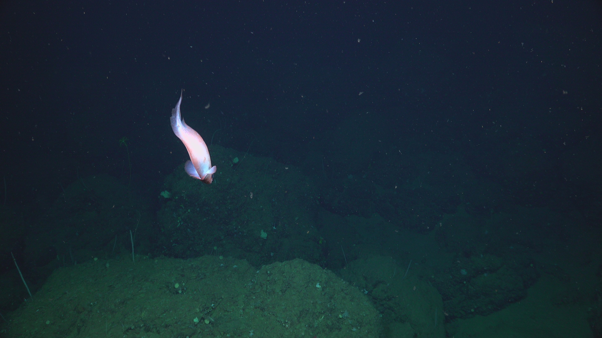 Snail fish