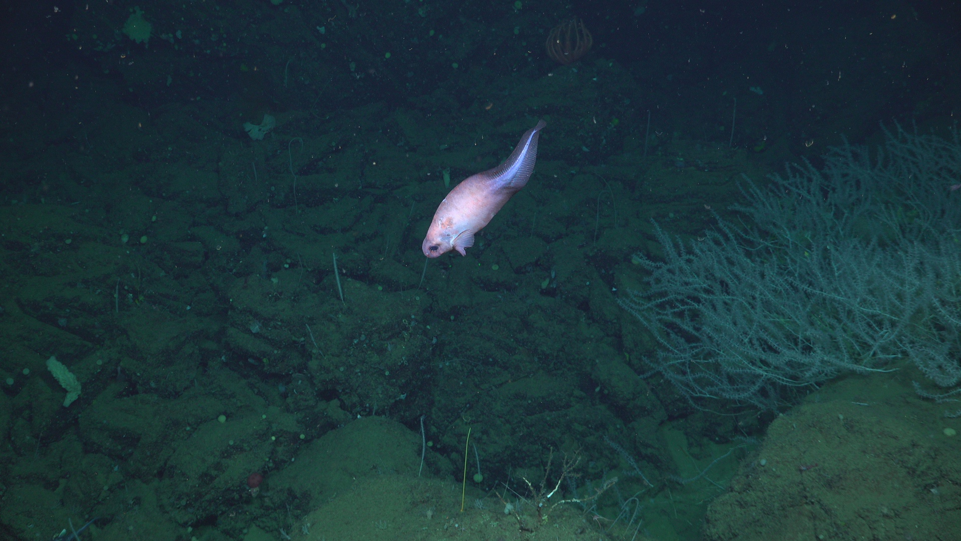 Snail fish and coral garden