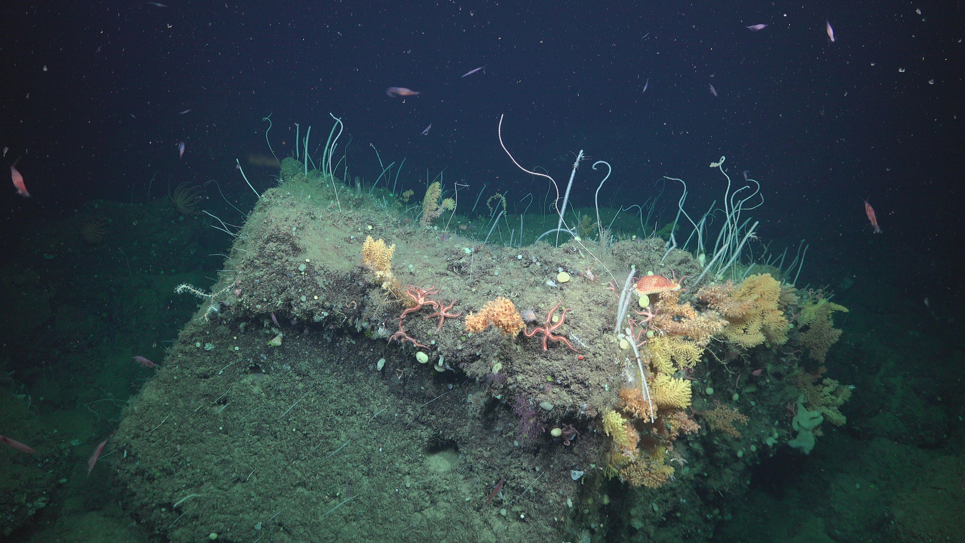 Biodiversity patch rock