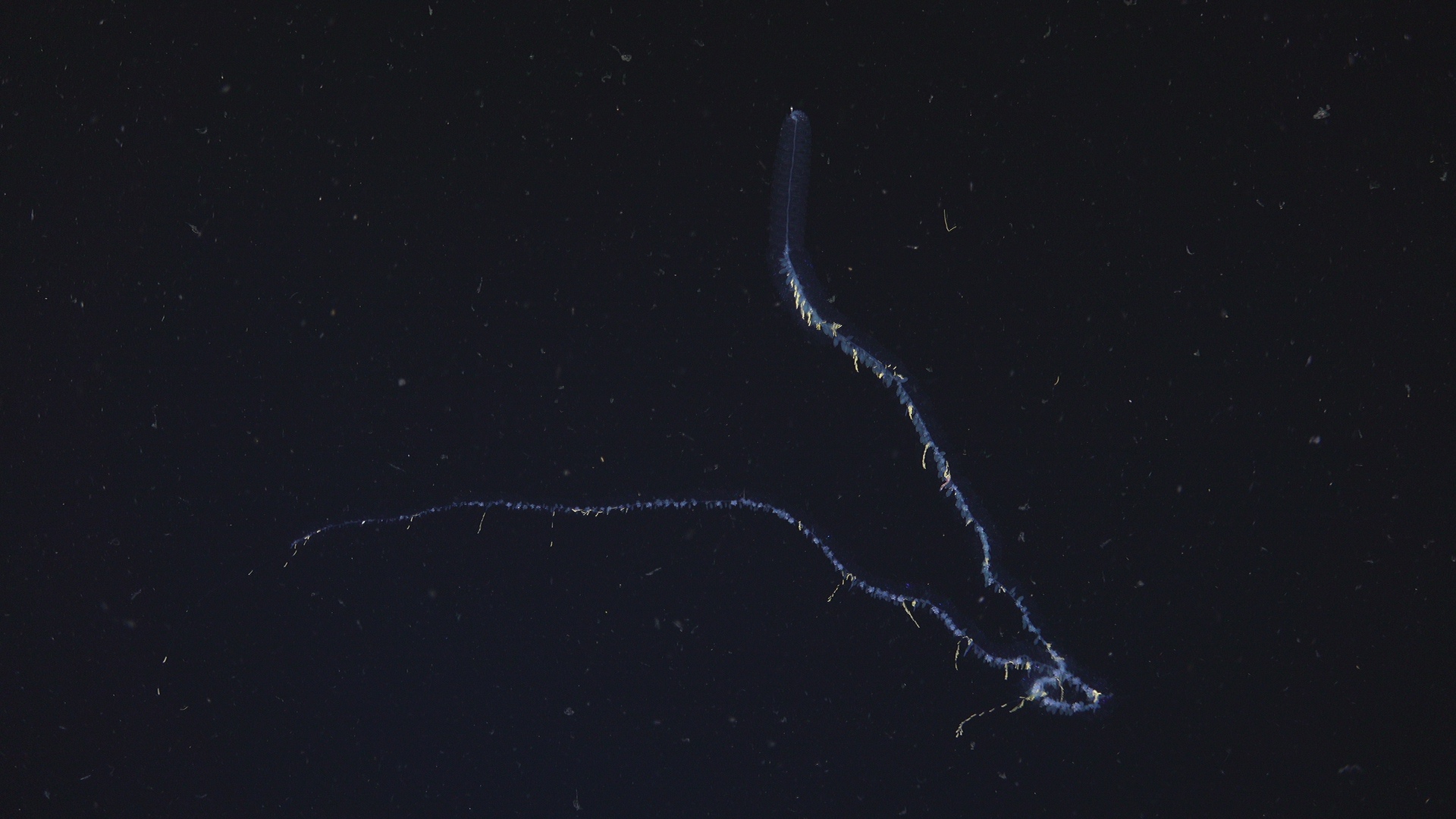 Siphonophore
