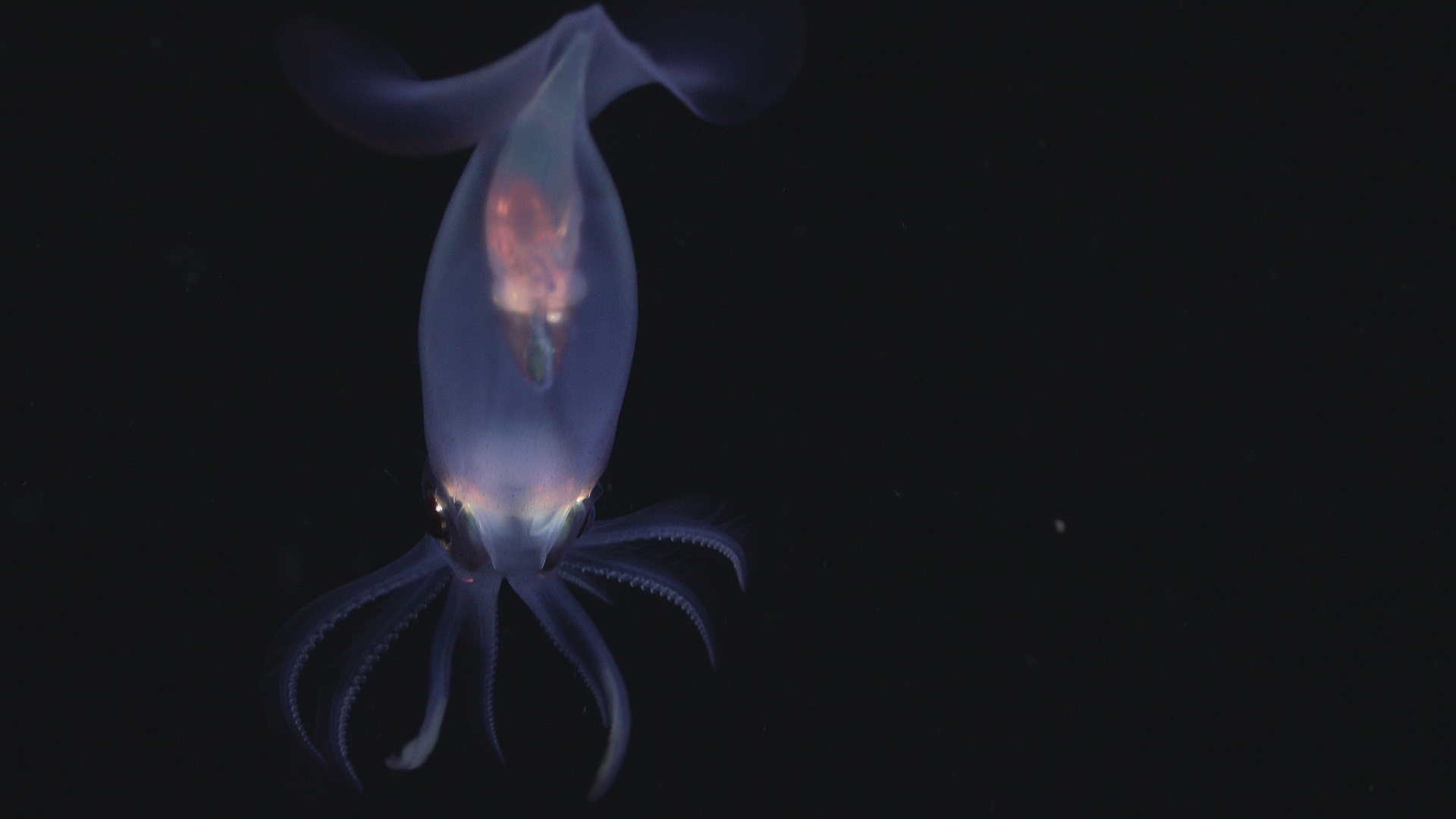Squid