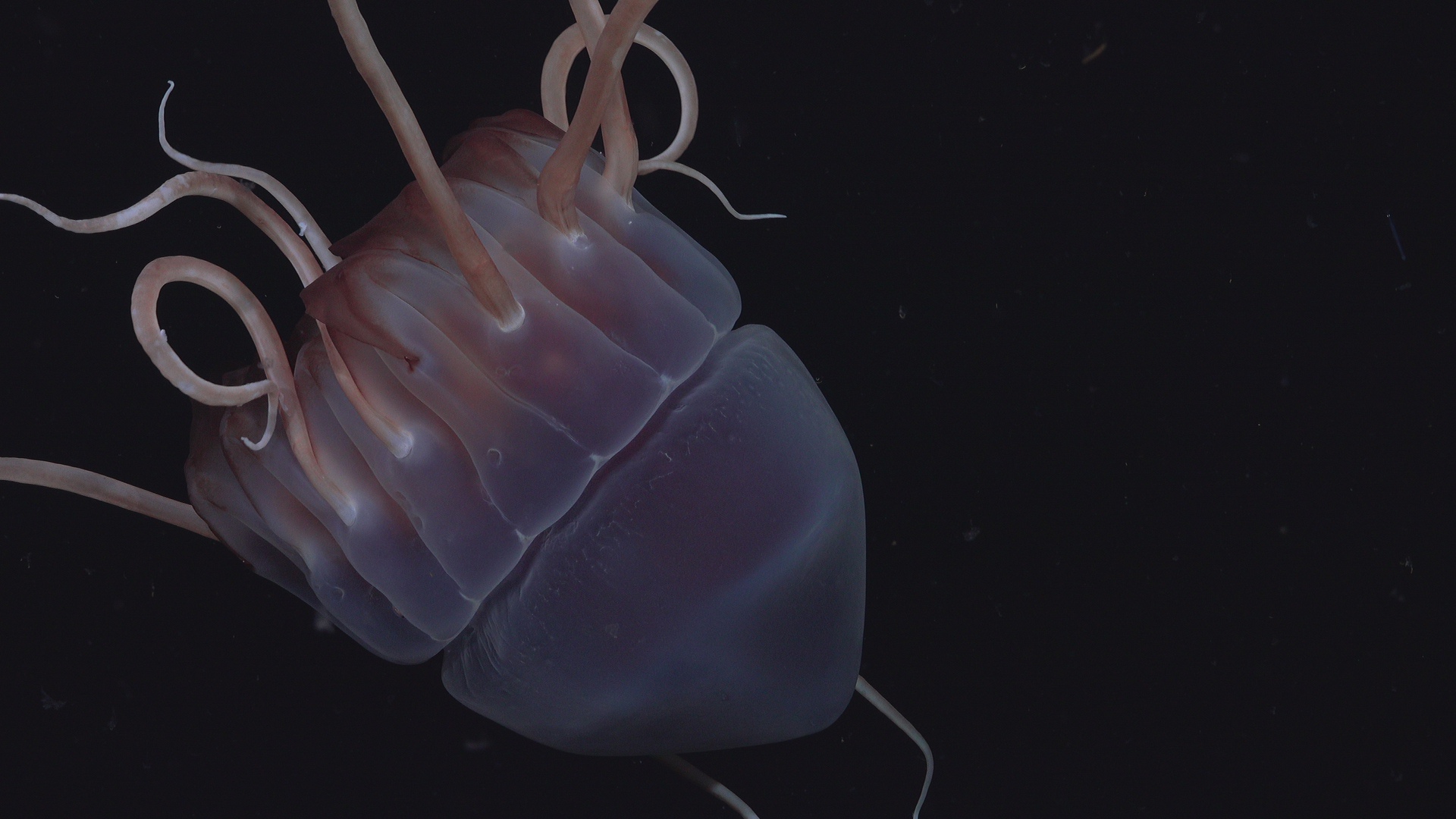 Helmet jelly