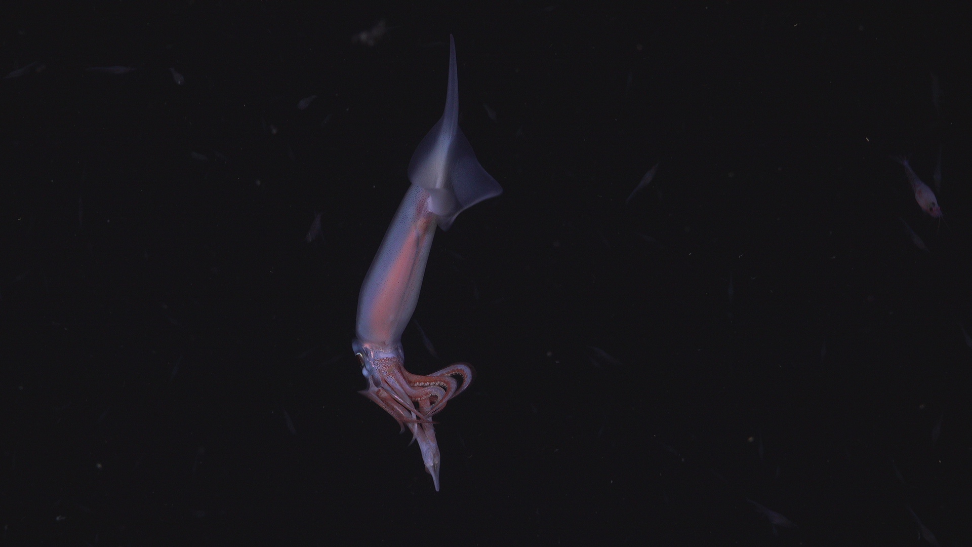 Squid