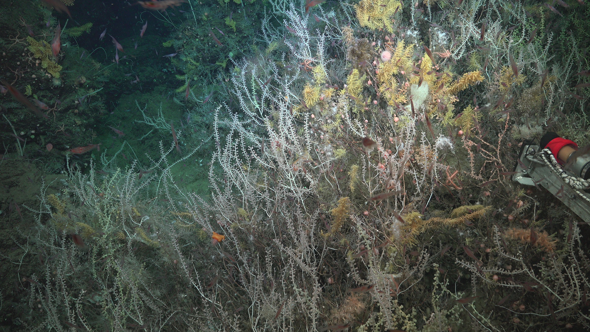 Coral garden