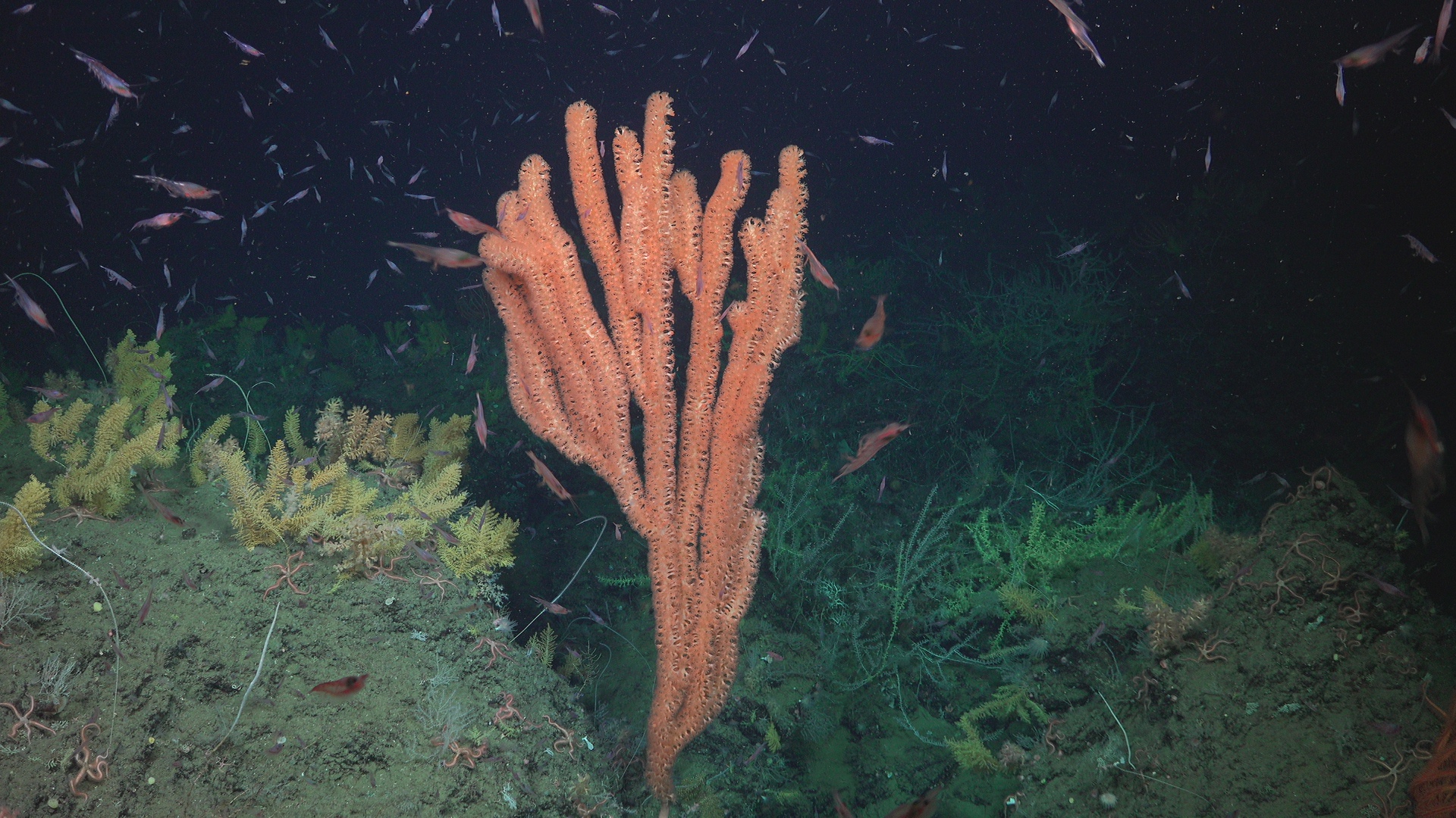 Orange primnoid