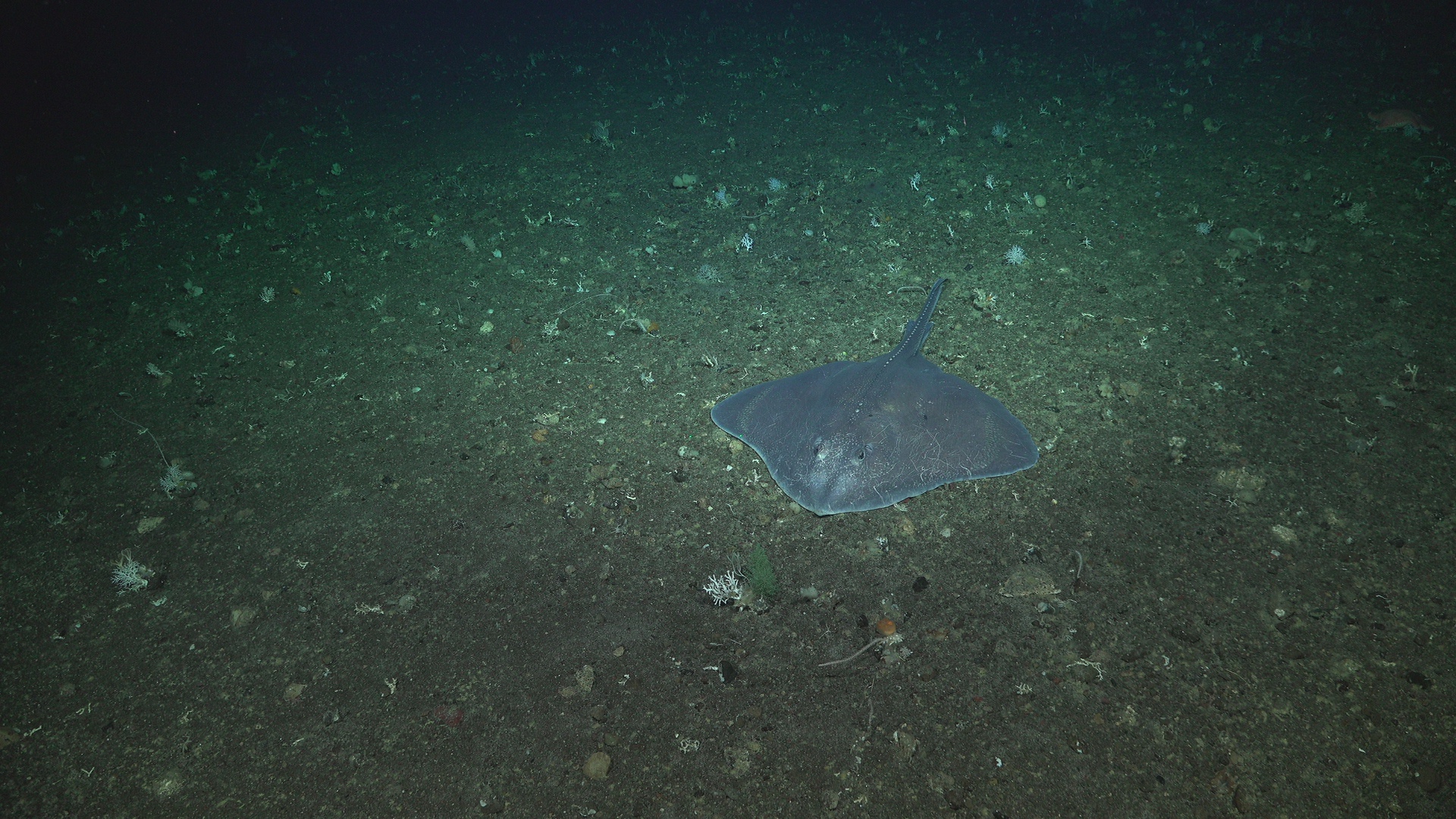 Ray