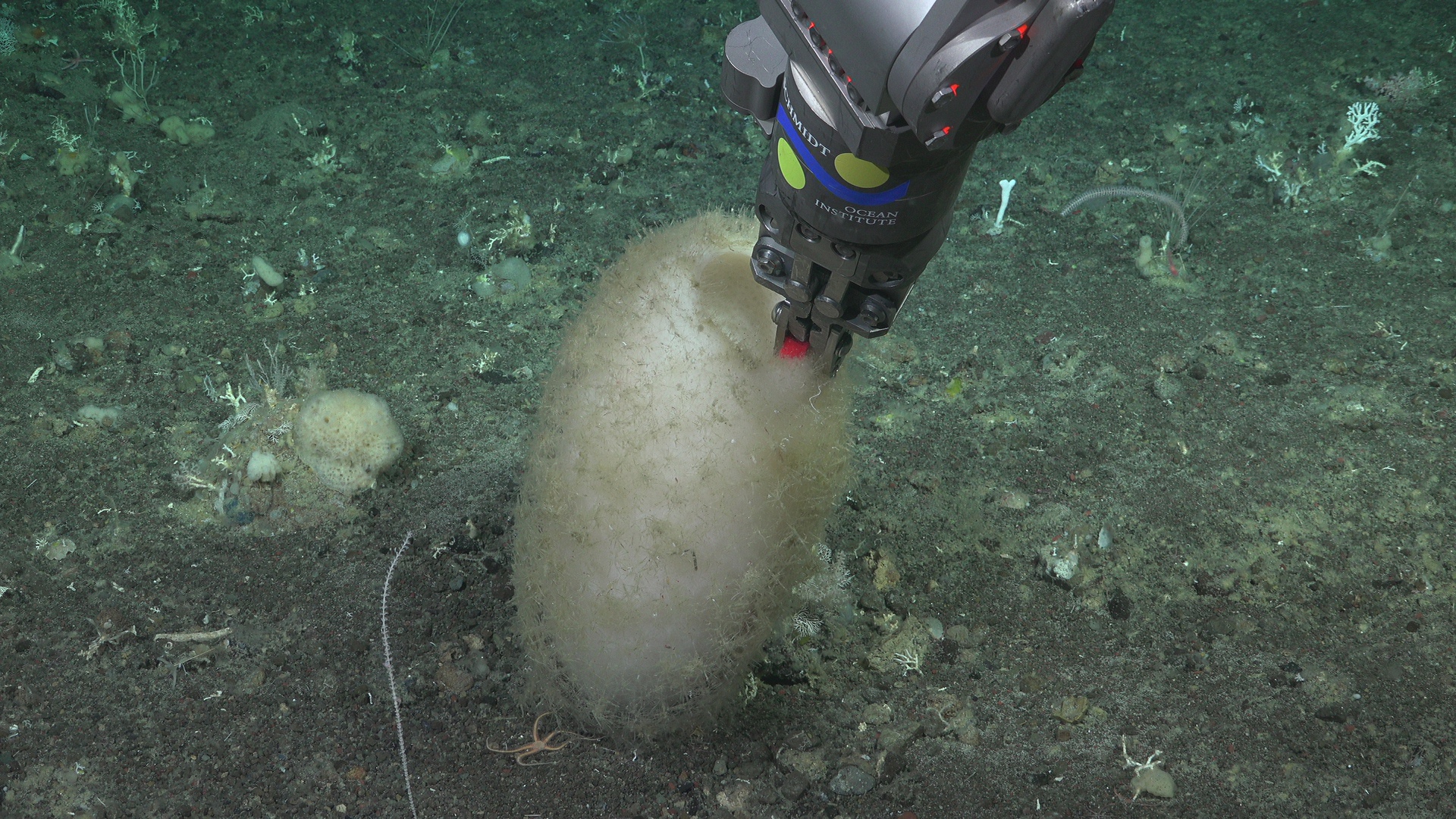 Fish swimming out of sponge while sampling