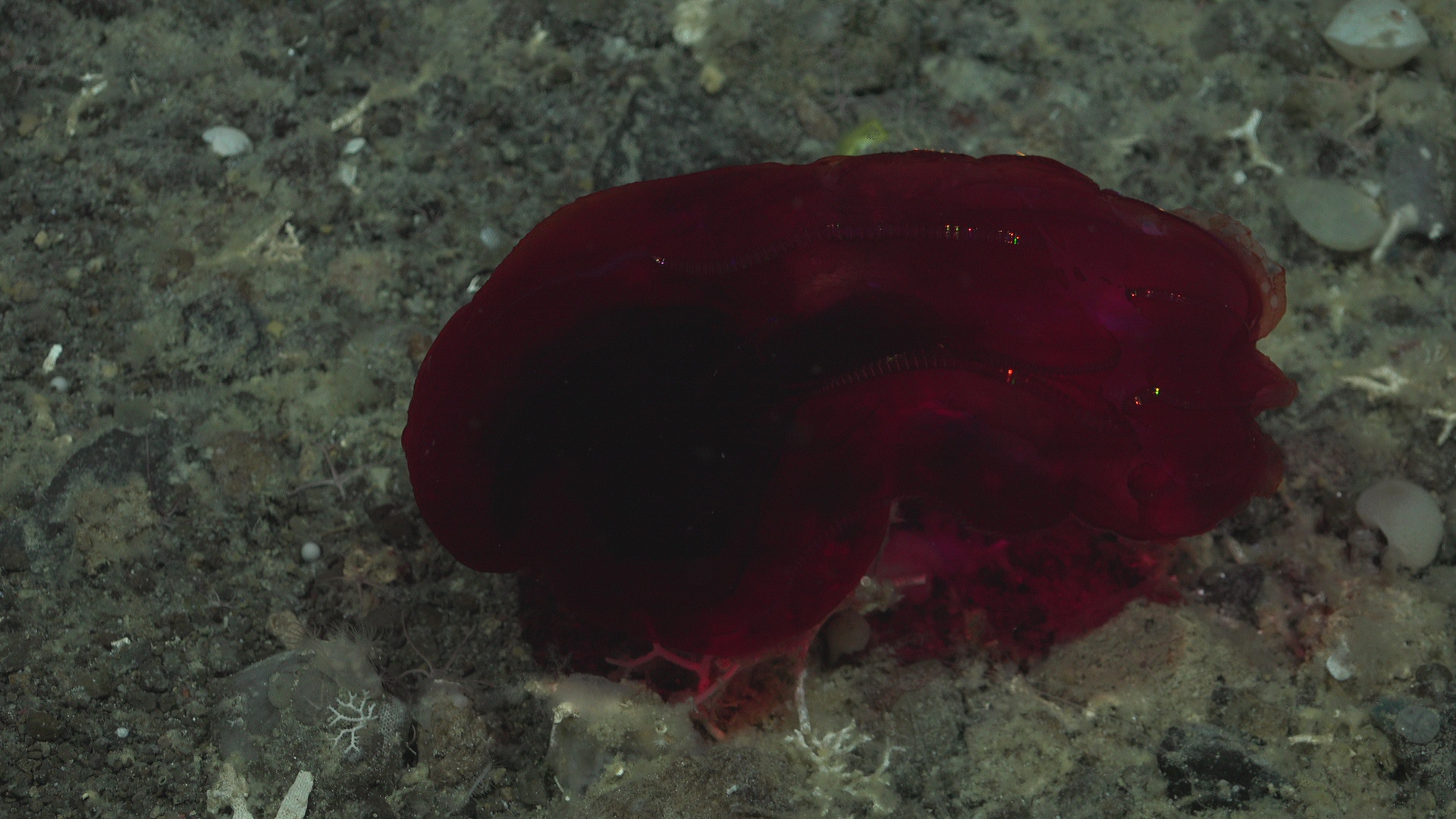 Unhappy lampocteus ctenophore