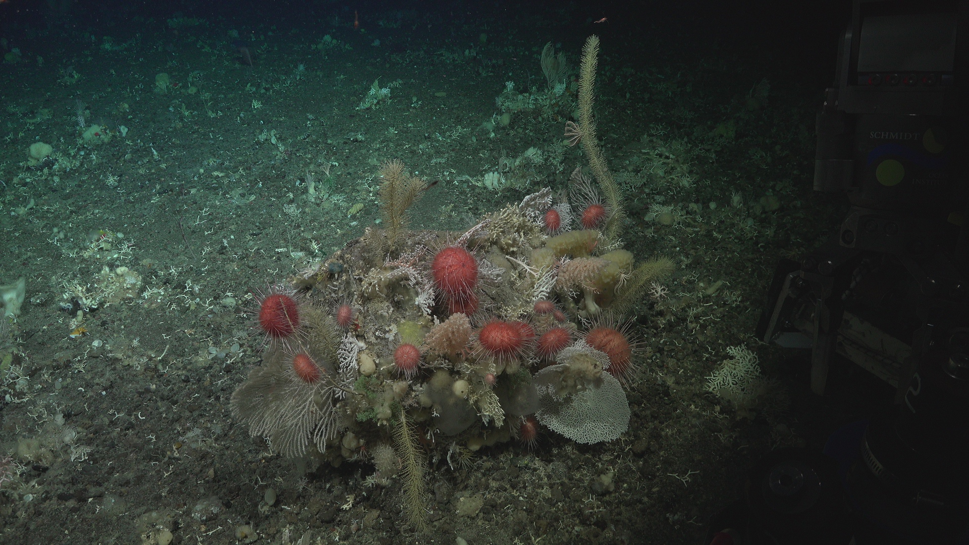 From fishing damaged area to beautiful diverse rock