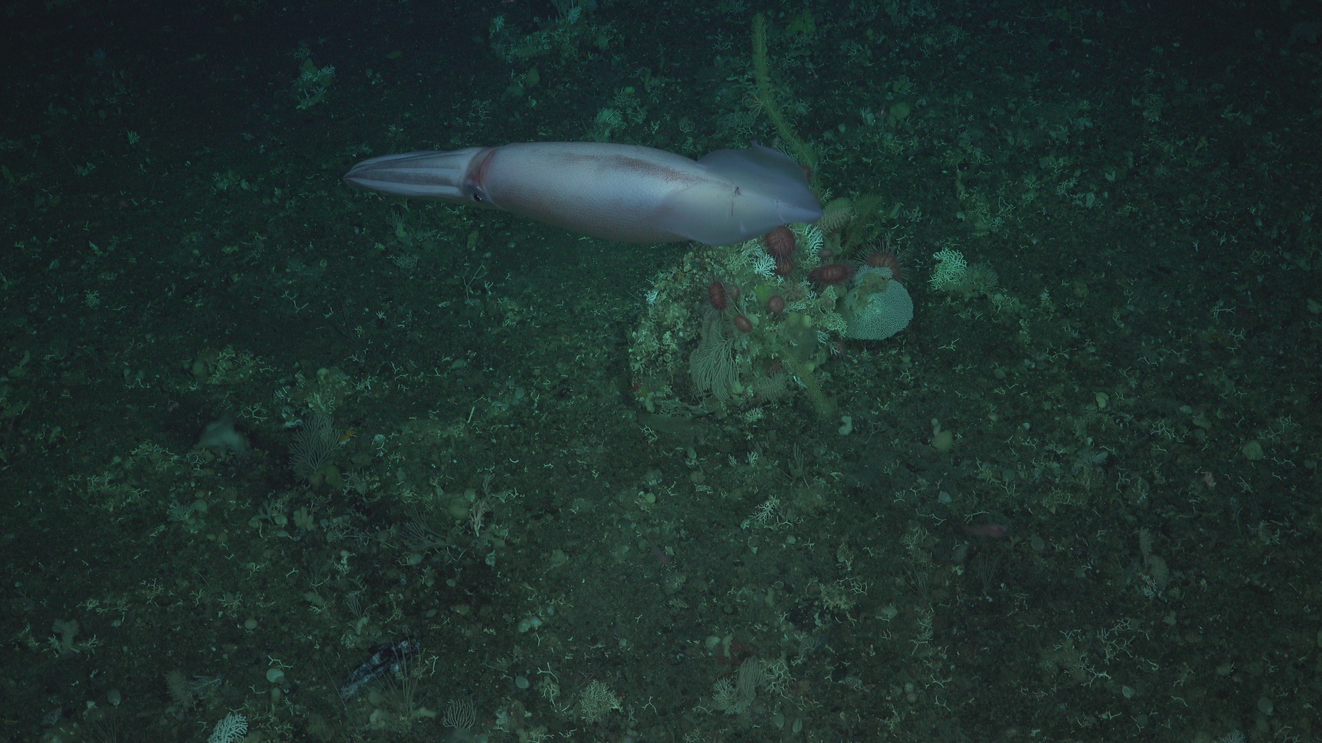 Deep Sea Romantic Story V