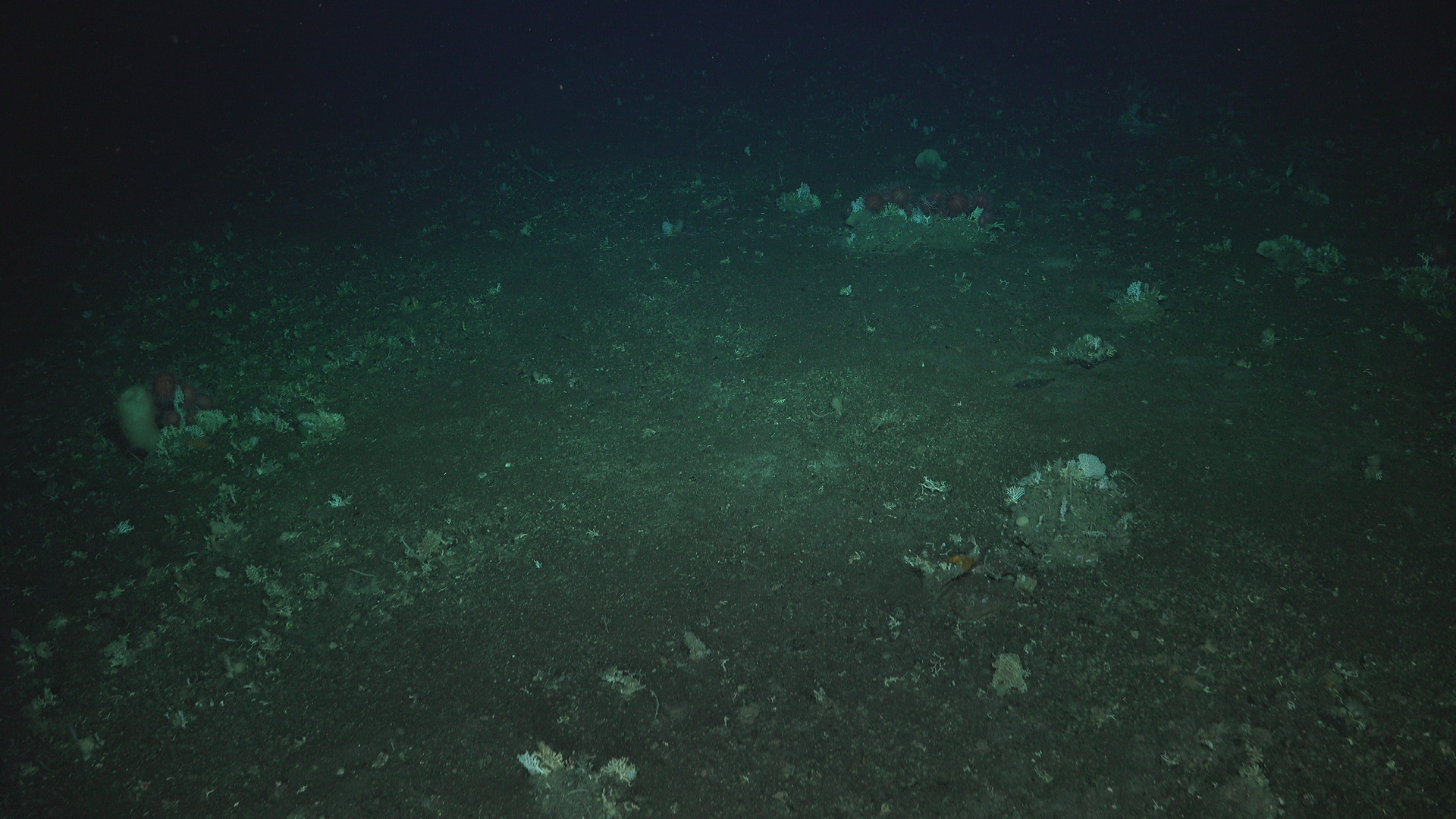 From coral forest to fishing wasteland