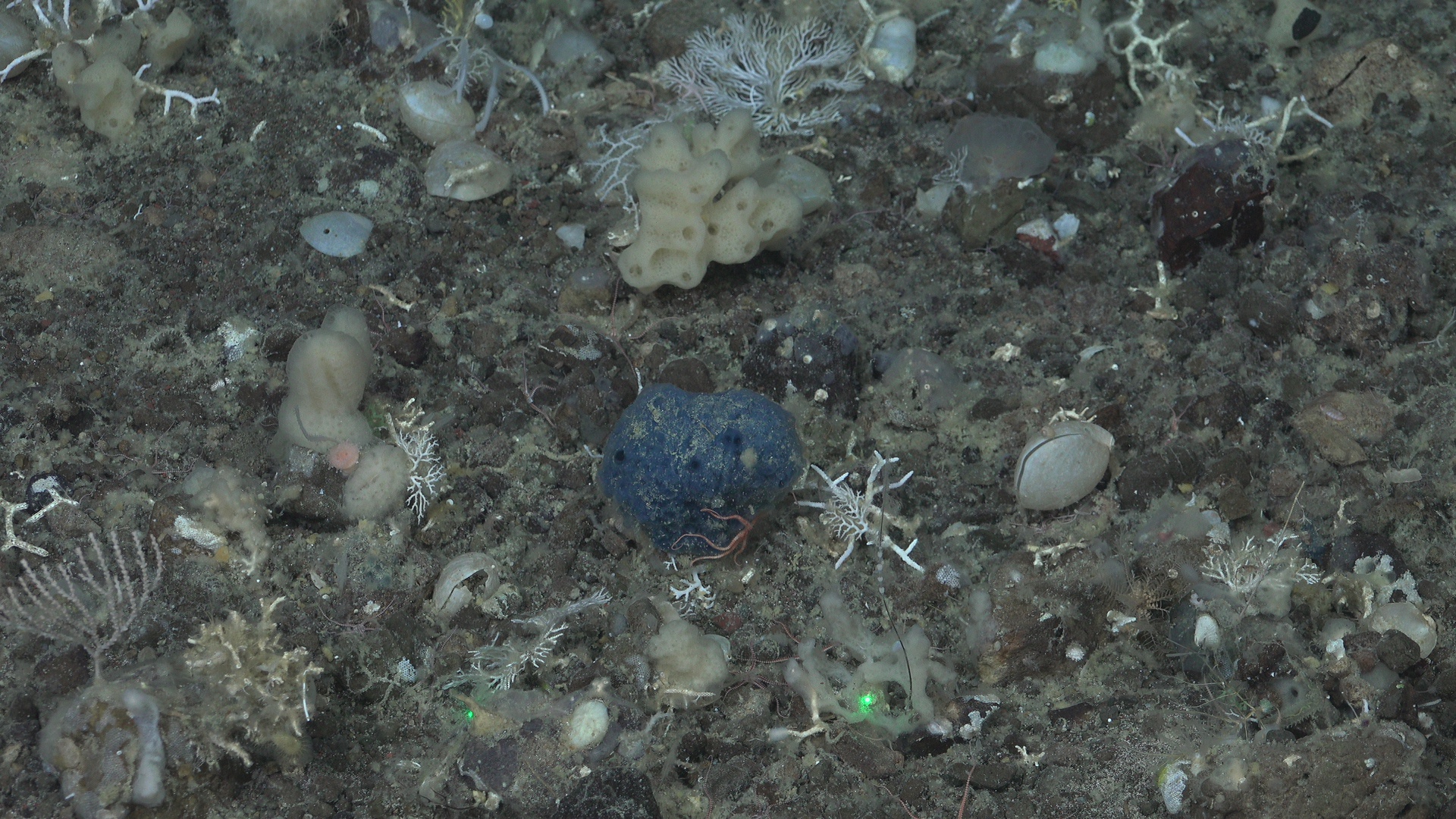 Blue sponge