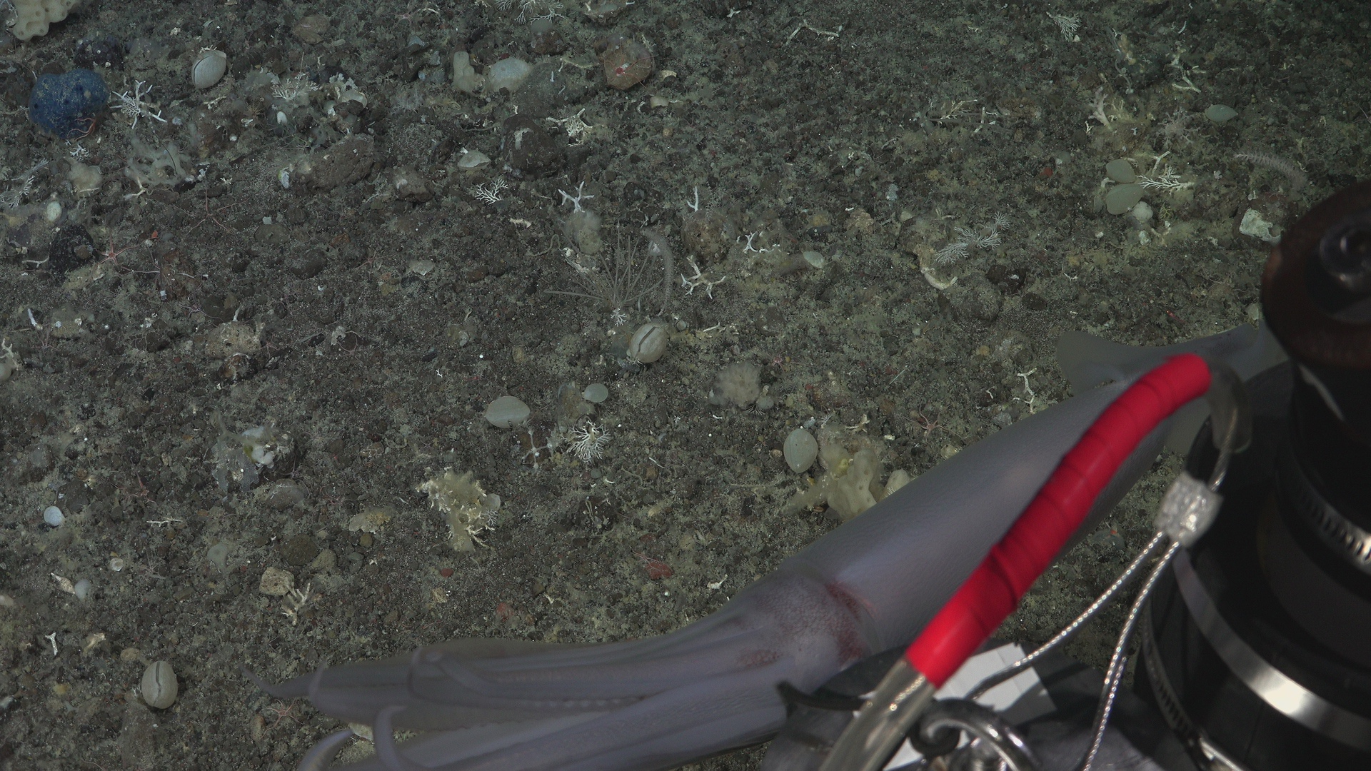 Deep Sea Romantic Story VI