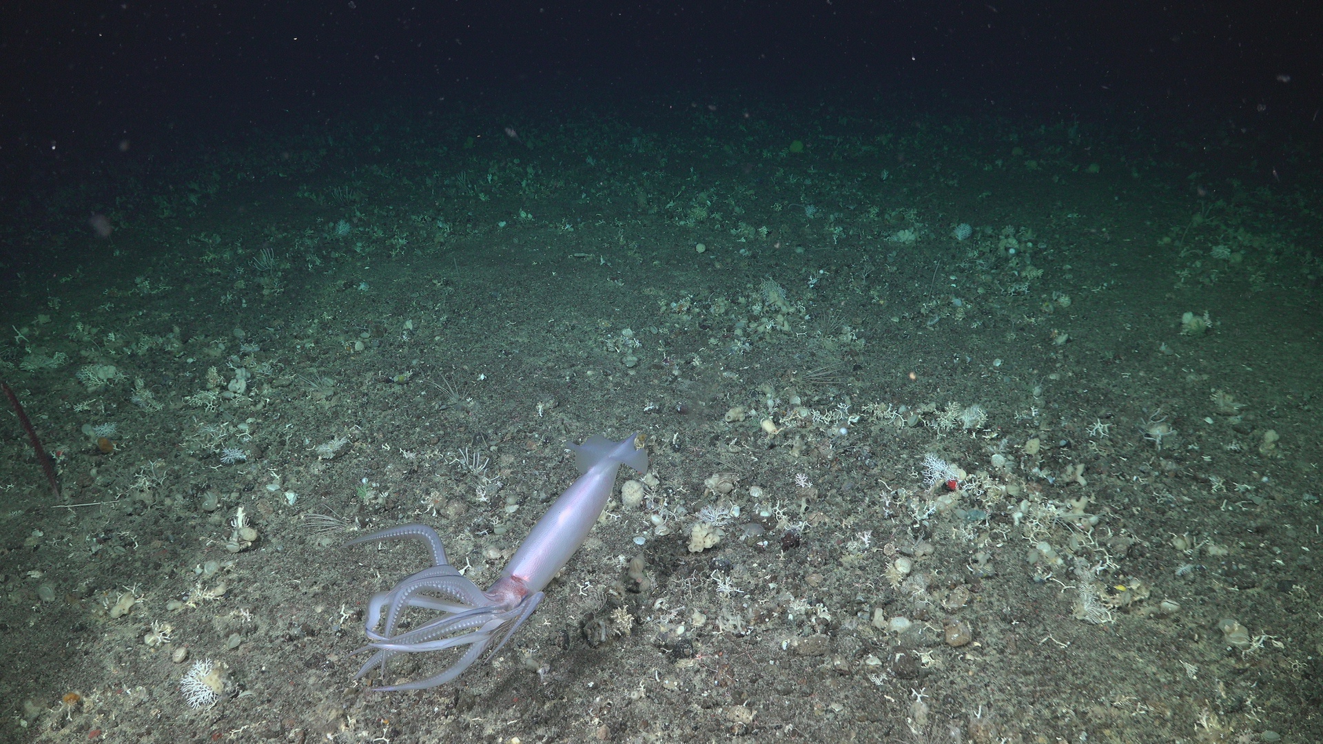 Deep Sea Romantic Story VII