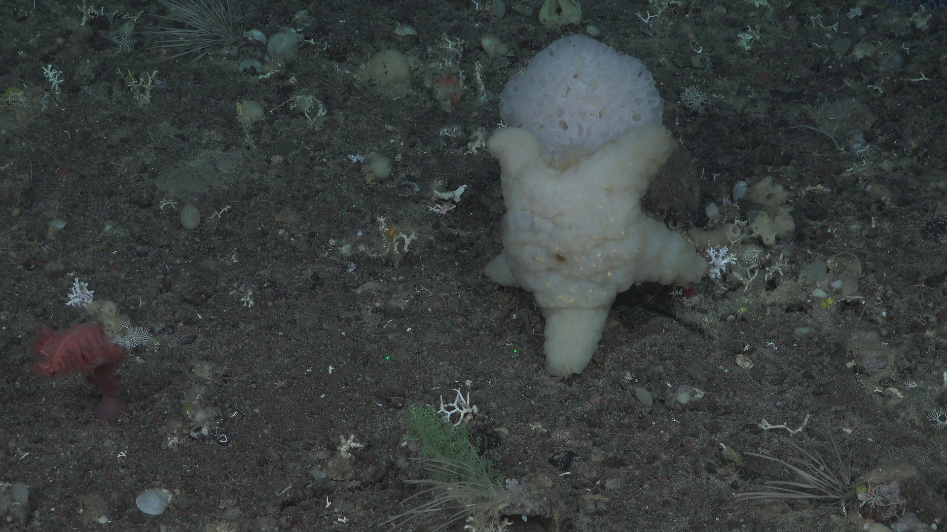 Incognito sponge seastar
