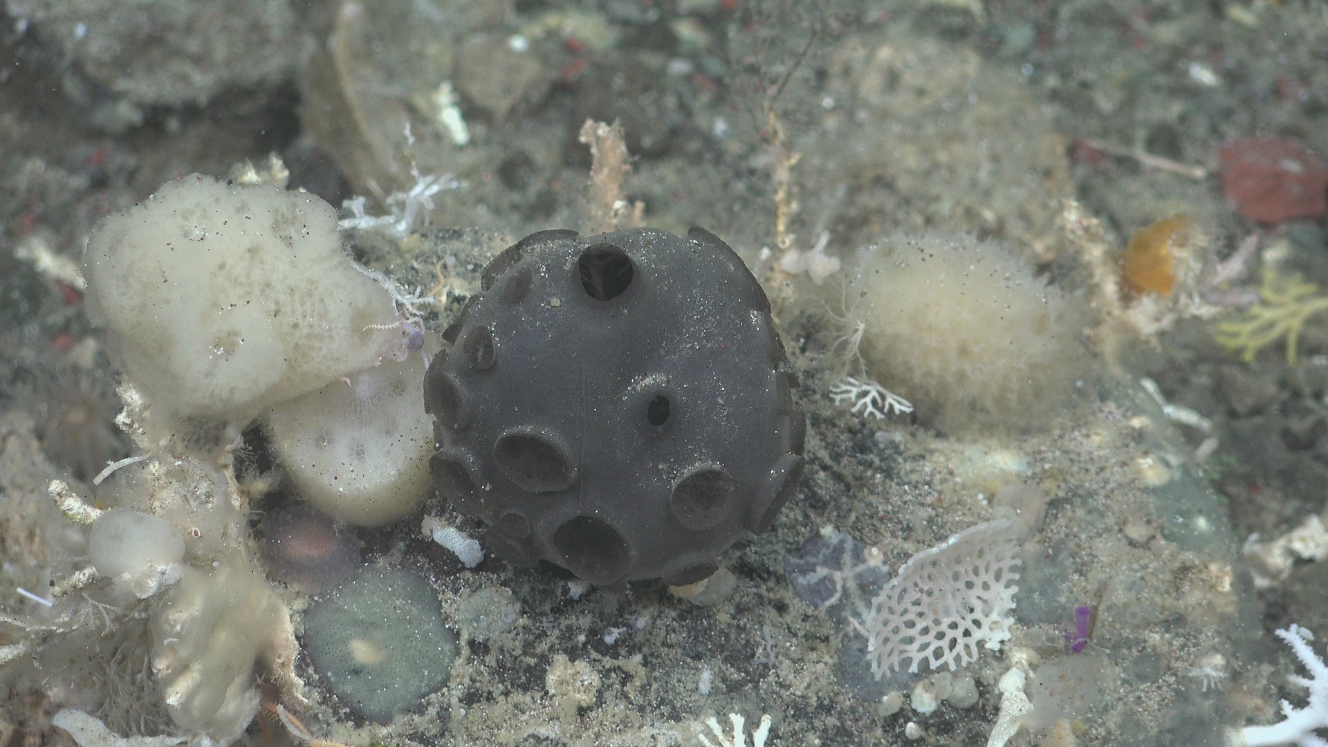 Black sponge