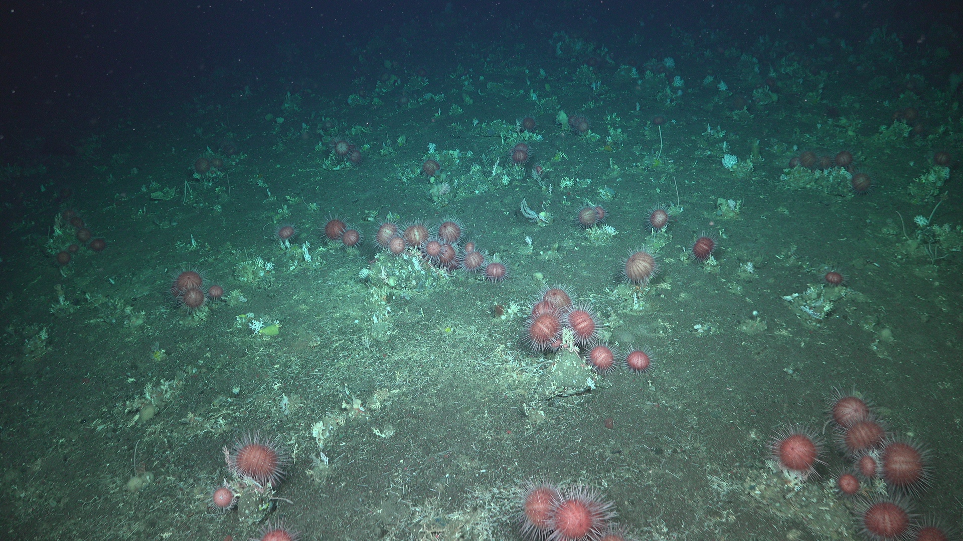 Urchin land