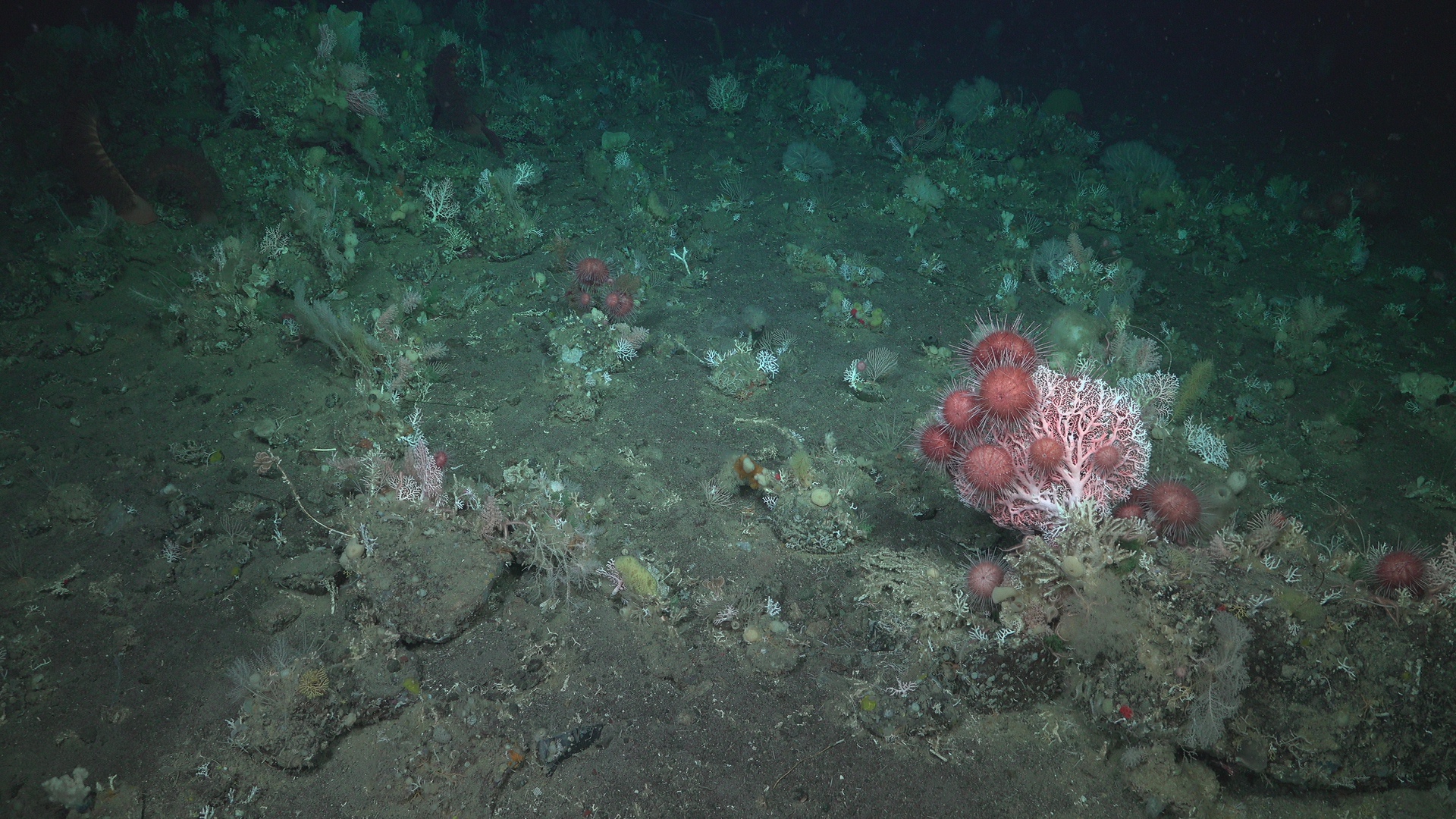 Urchin on stained coral