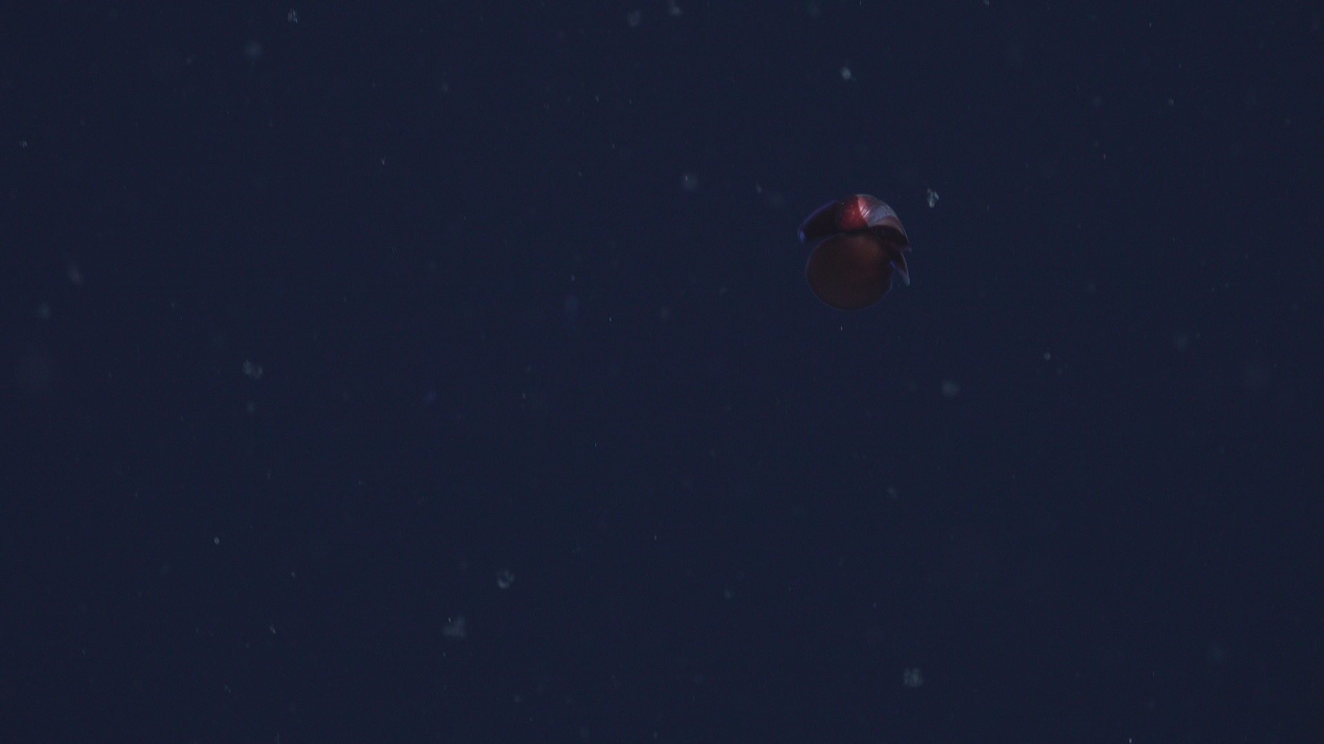 Sea butterfly