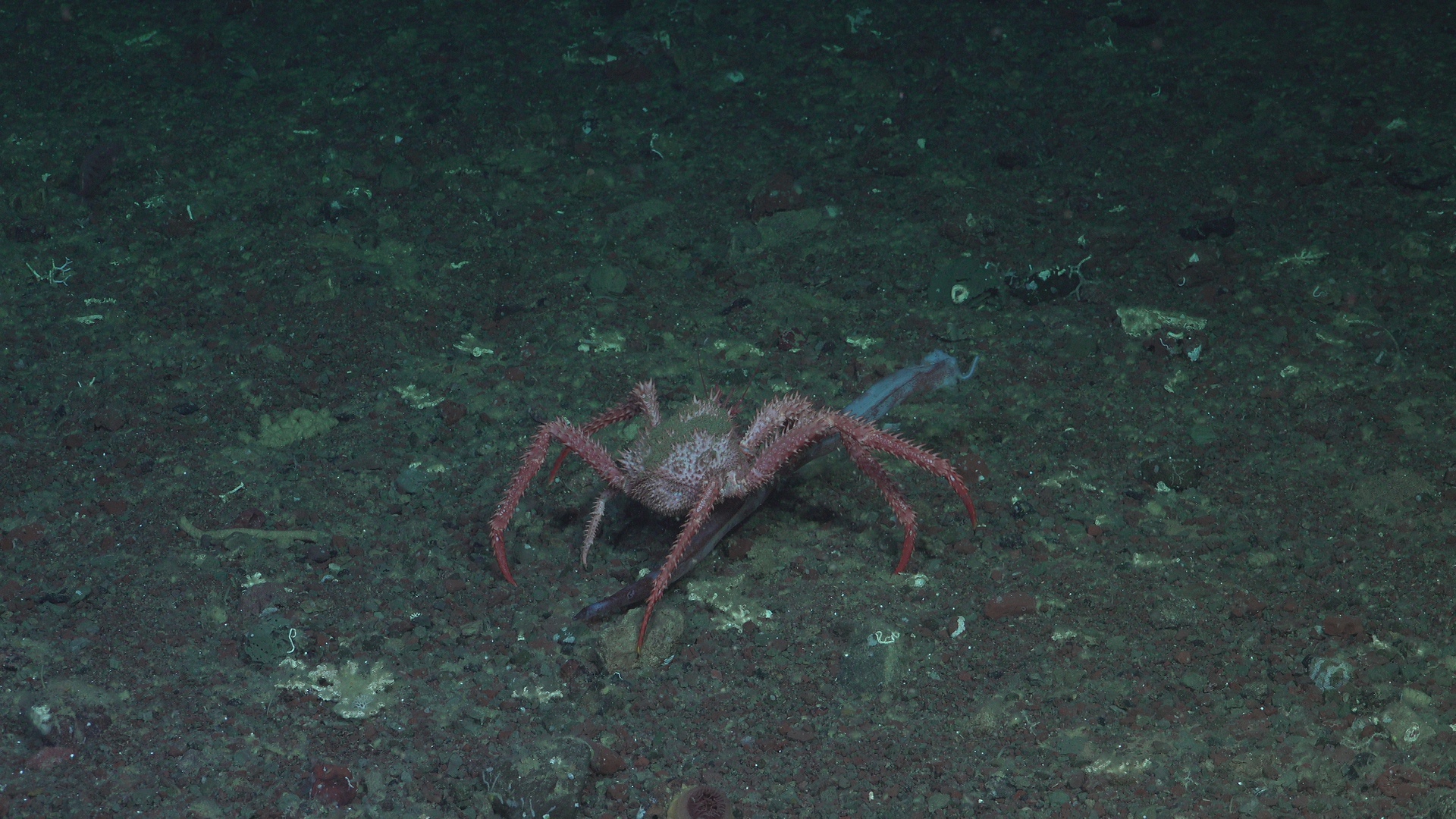 King crab with tentacle